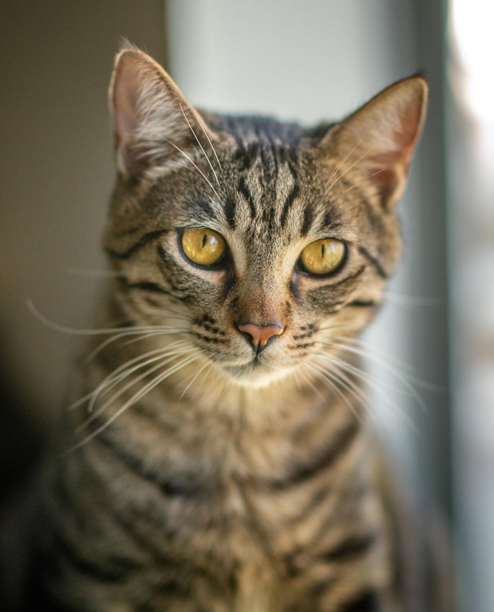 Enlarge stevie, a Adoptable mixed breed in San Jose, CA image 3/3