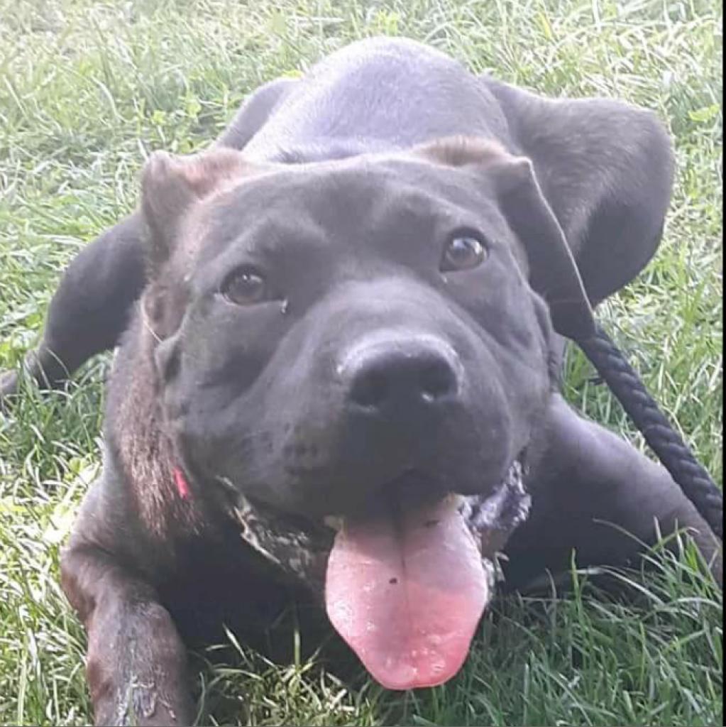 Enlarge Alfie, a Adoptable Mixed Breed in Flintstone, MD image 1/4