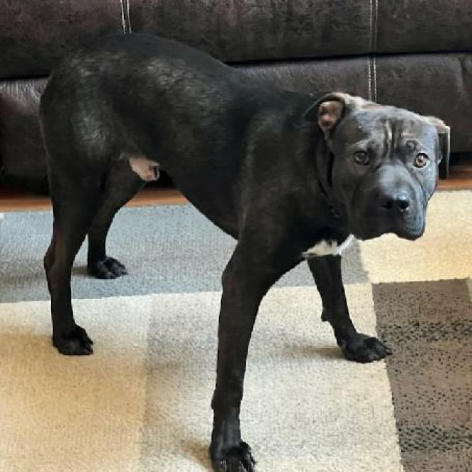 Enlarge Alfie, a Adoptable Mixed Breed in Flintstone, MD image 4/4