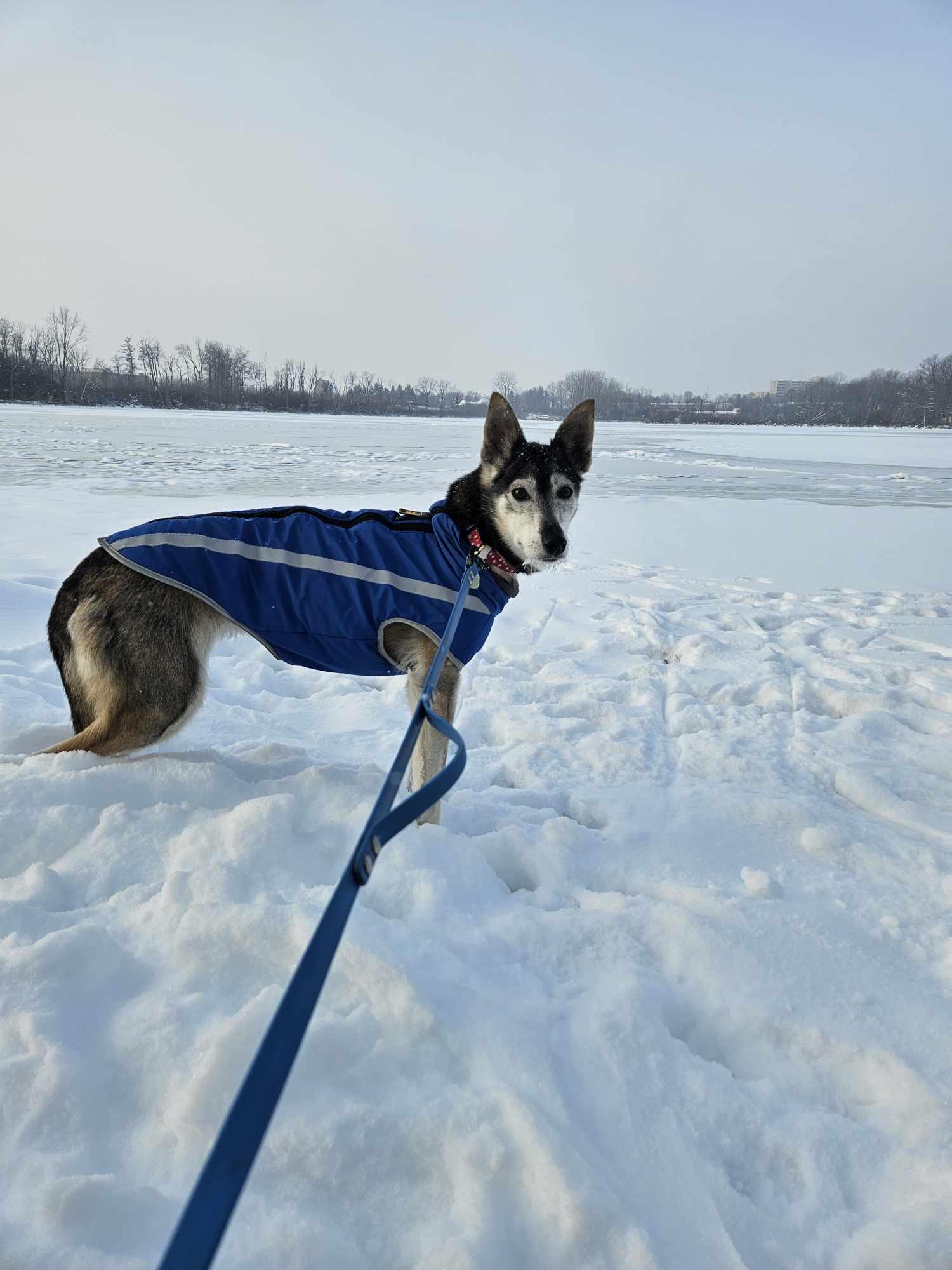 Wilma, Adoptable, Senior Female Husky.