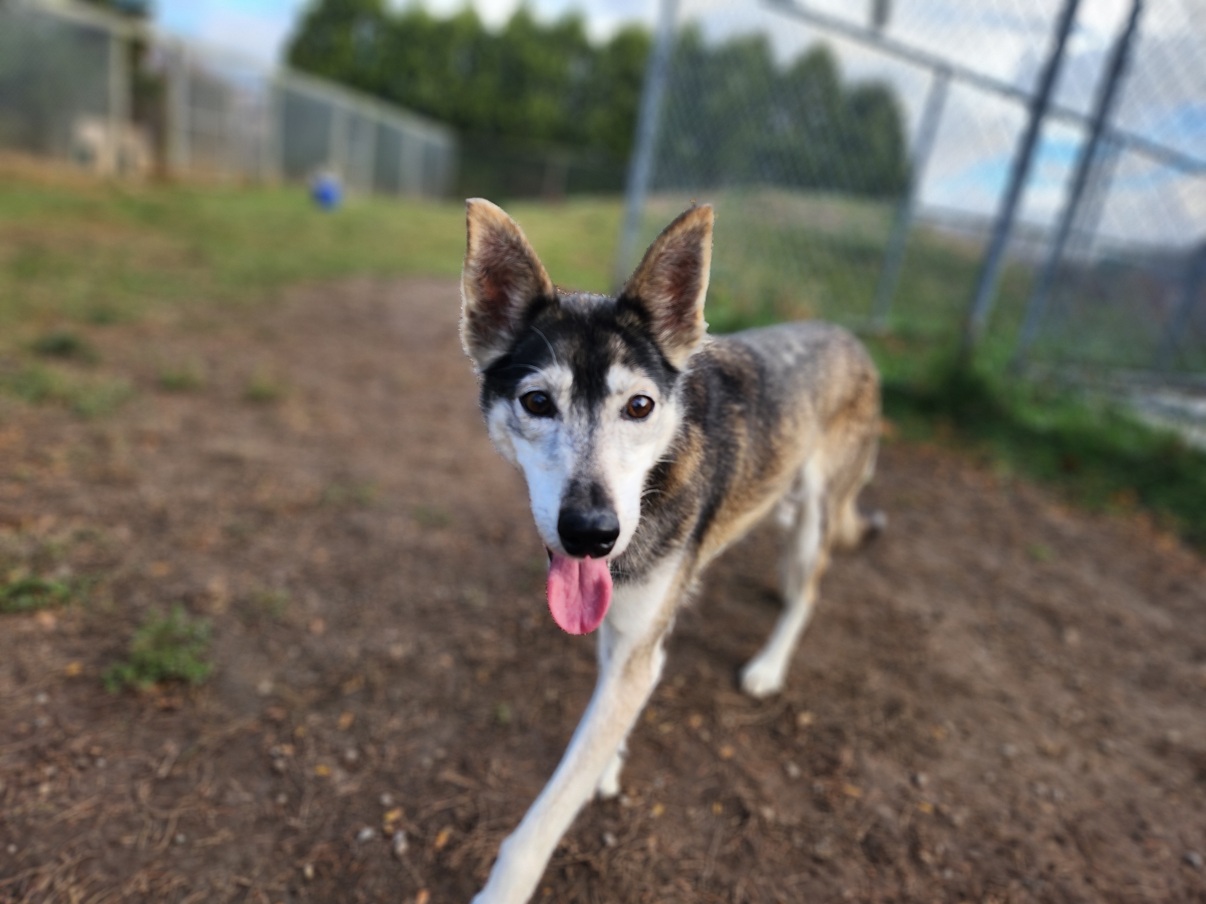 Wilma, a Adoptable mixed breed in Appin, ON image 5/6