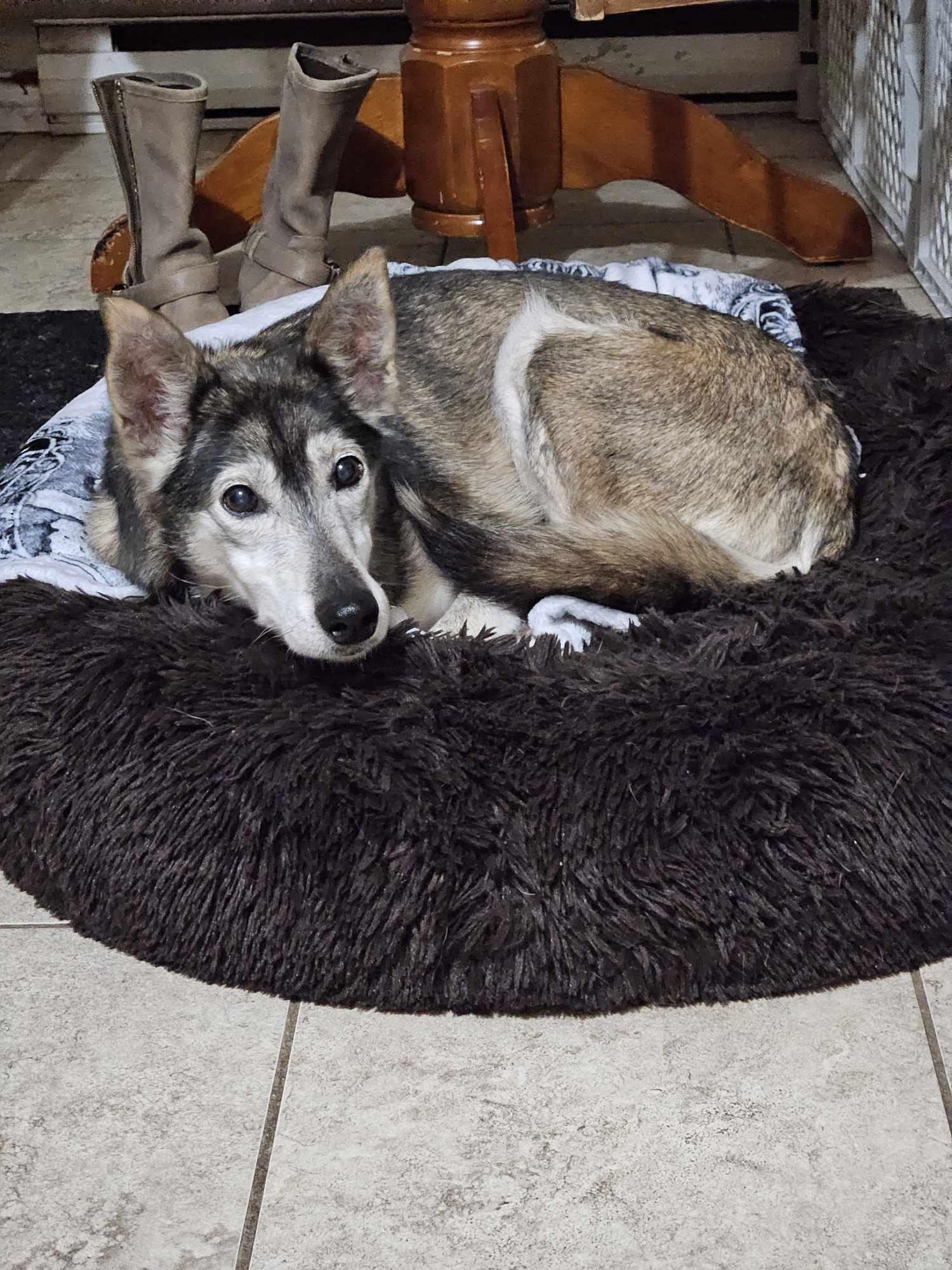 Wilma, a Adoptable mixed breed in Appin, ON image 4/6