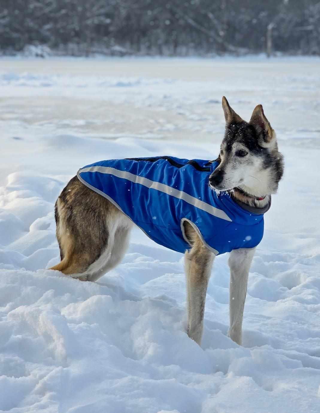 Wilma, Adoptable, Senior Female Husky.