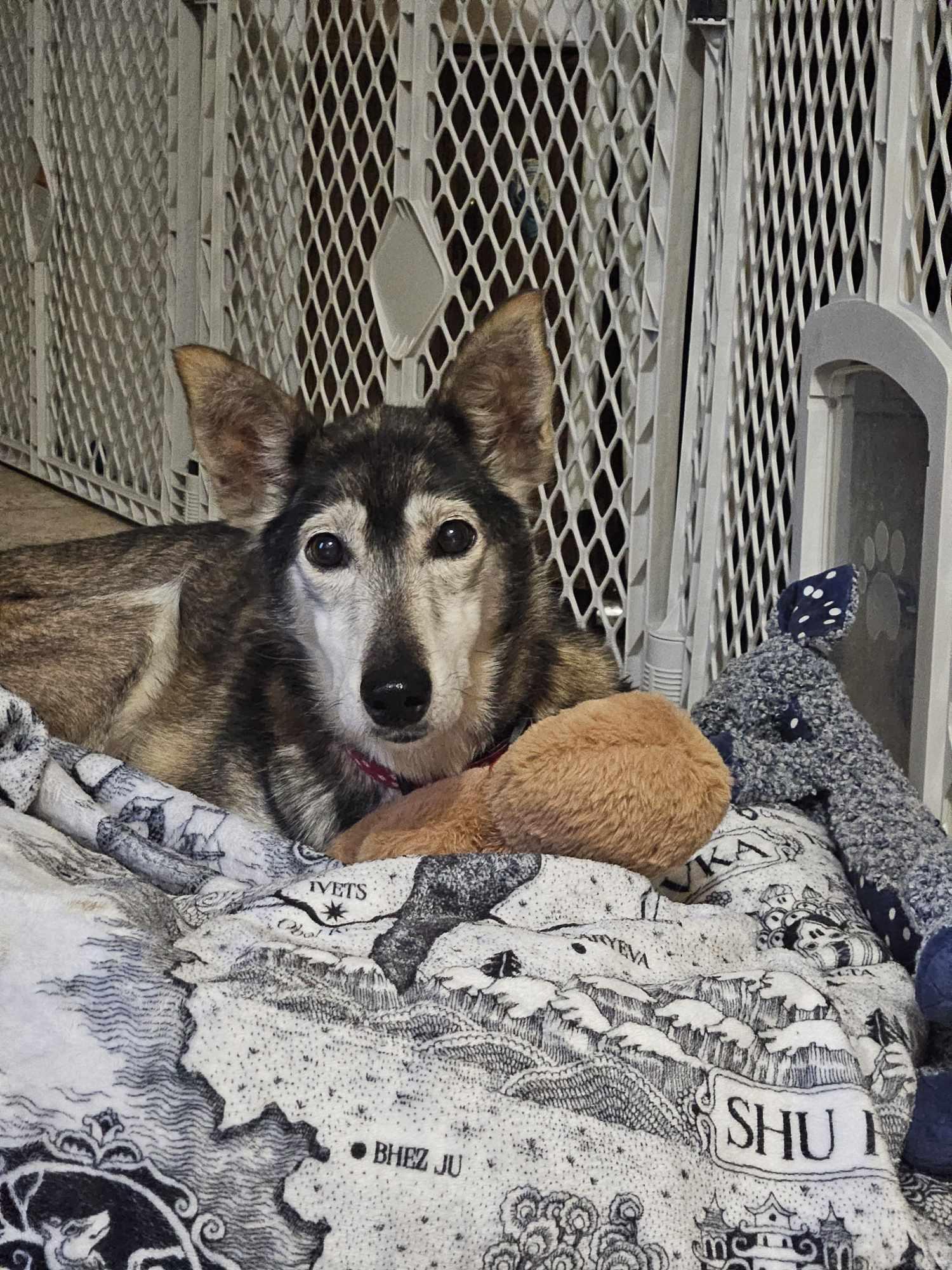 Wilma, a Adoptable mixed breed in Appin, ON image 3/6