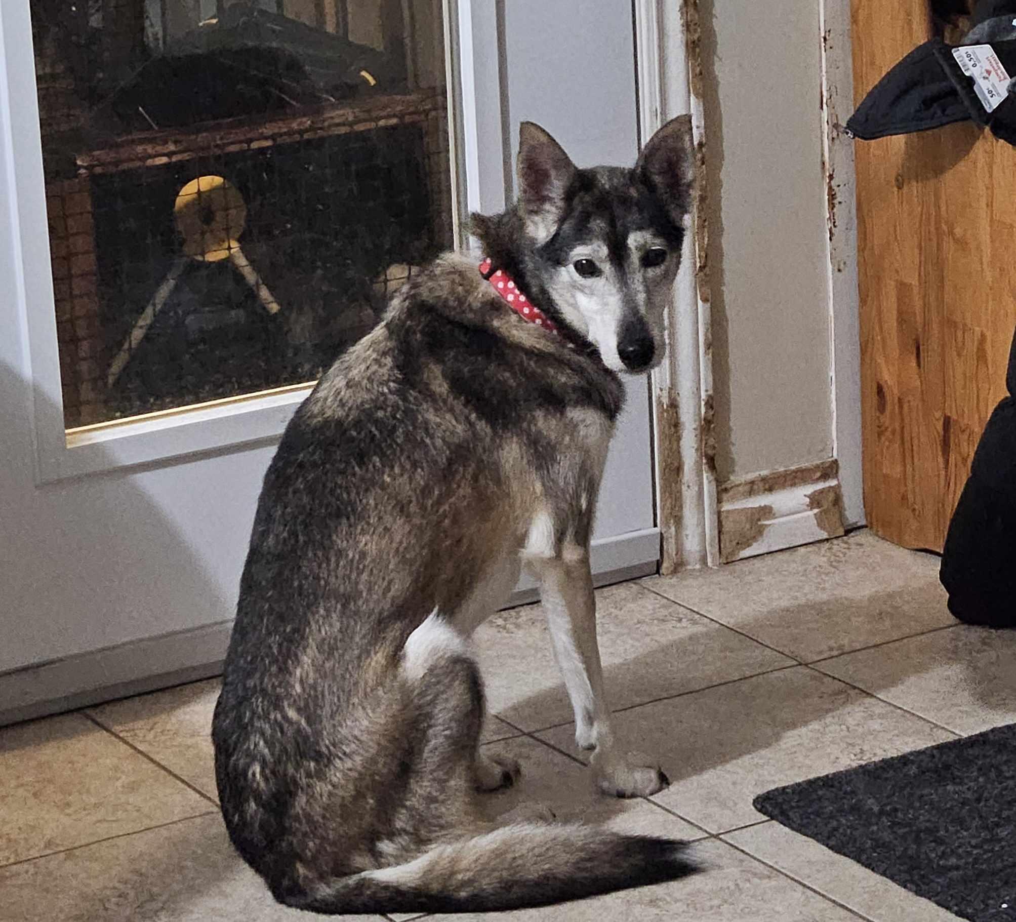 Wilma, a Adoptable mixed breed in Appin, ON image 6/6