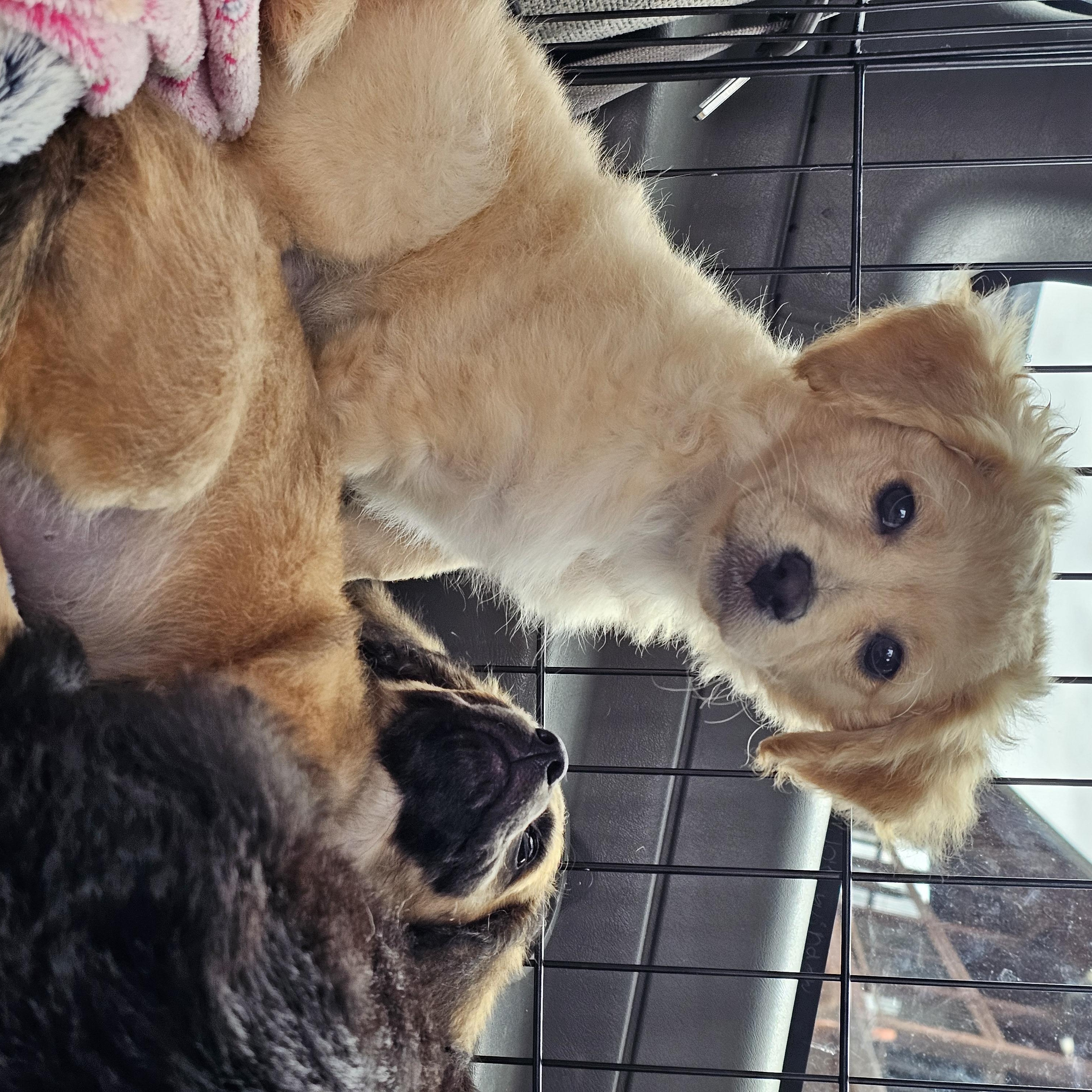 Enlarge Princess, a ADOPTABLE mixed breed in Salinas, CA image 3/4