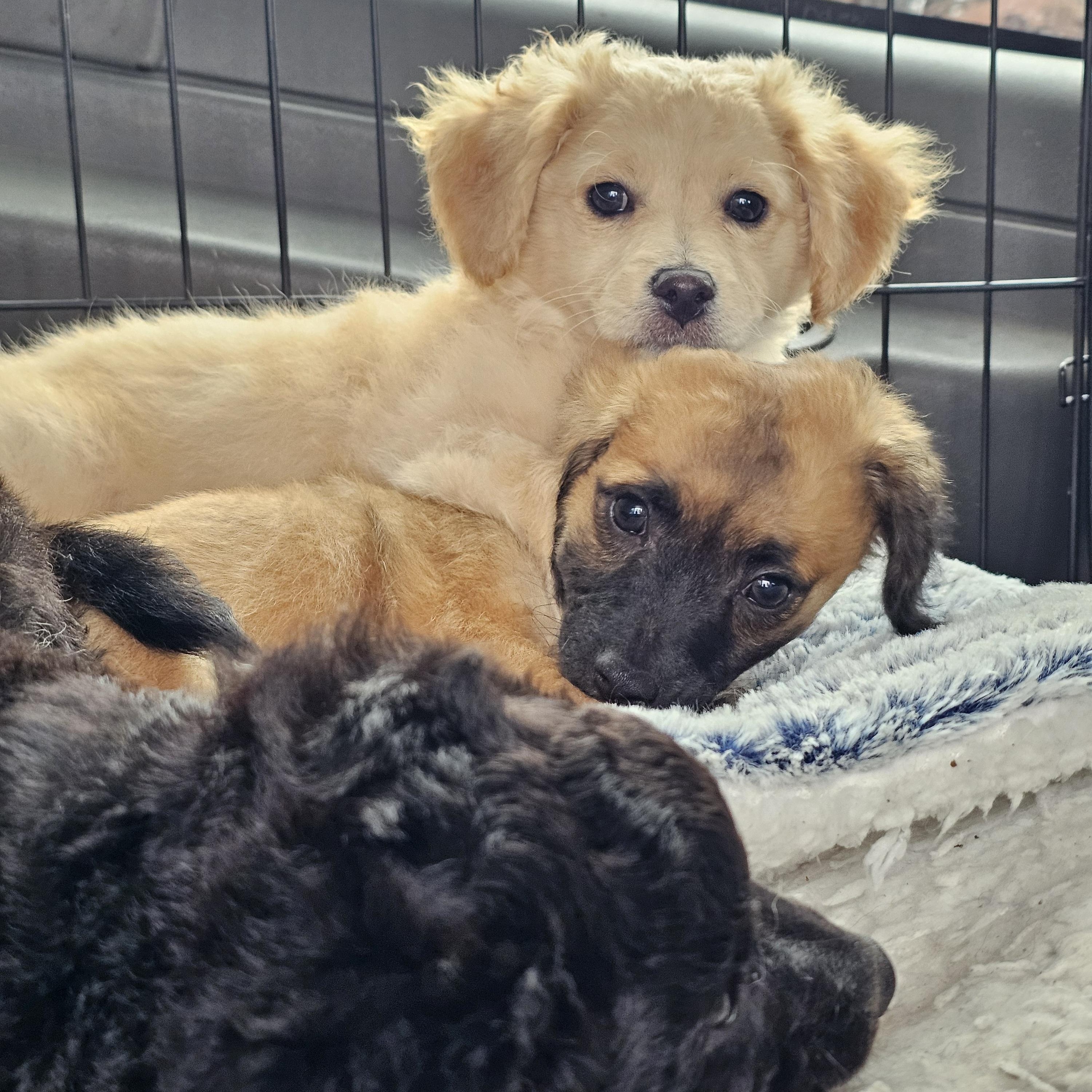 Enlarge Princess, a ADOPTABLE mixed breed in Salinas, CA image 4/4