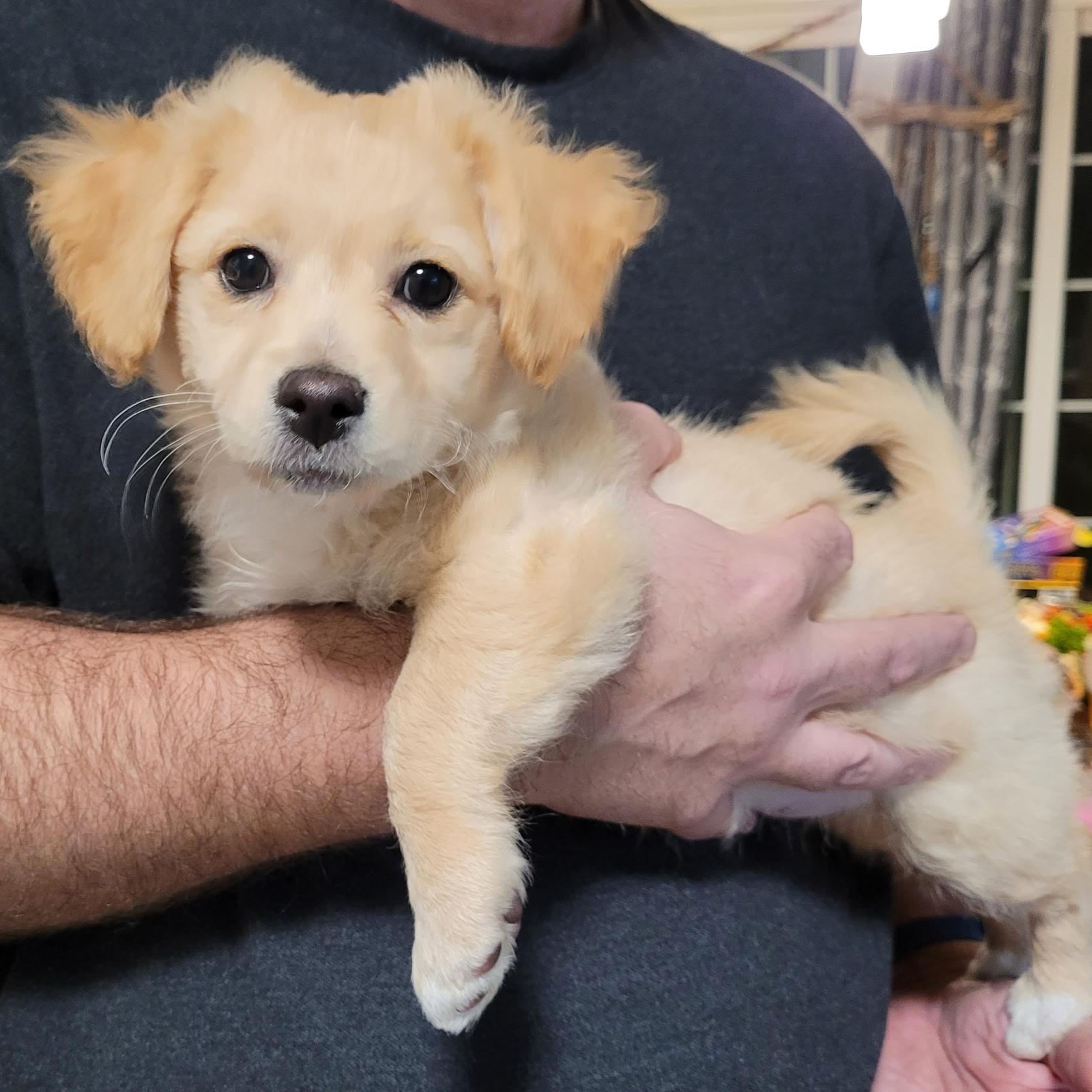 Princess, ADOPTABLE, Puppy Female Terrier & Cocker Spaniel.