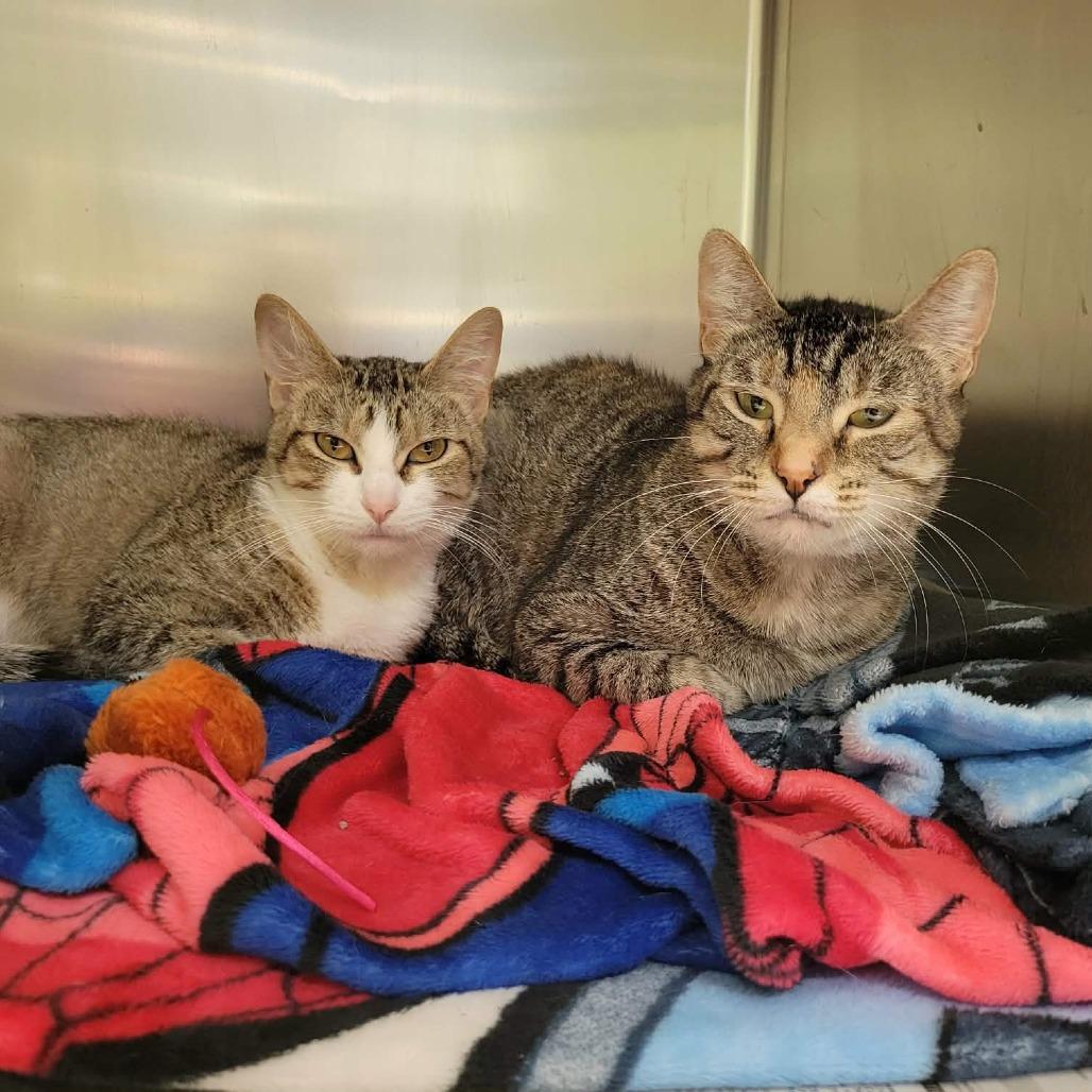 Athena, Adoptable, Adult Female Domestic Short Hair.