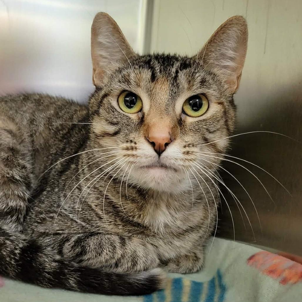 Enlarge Athena, a Adoptable Domestic Short Hair in Columbia, MO image 2/4