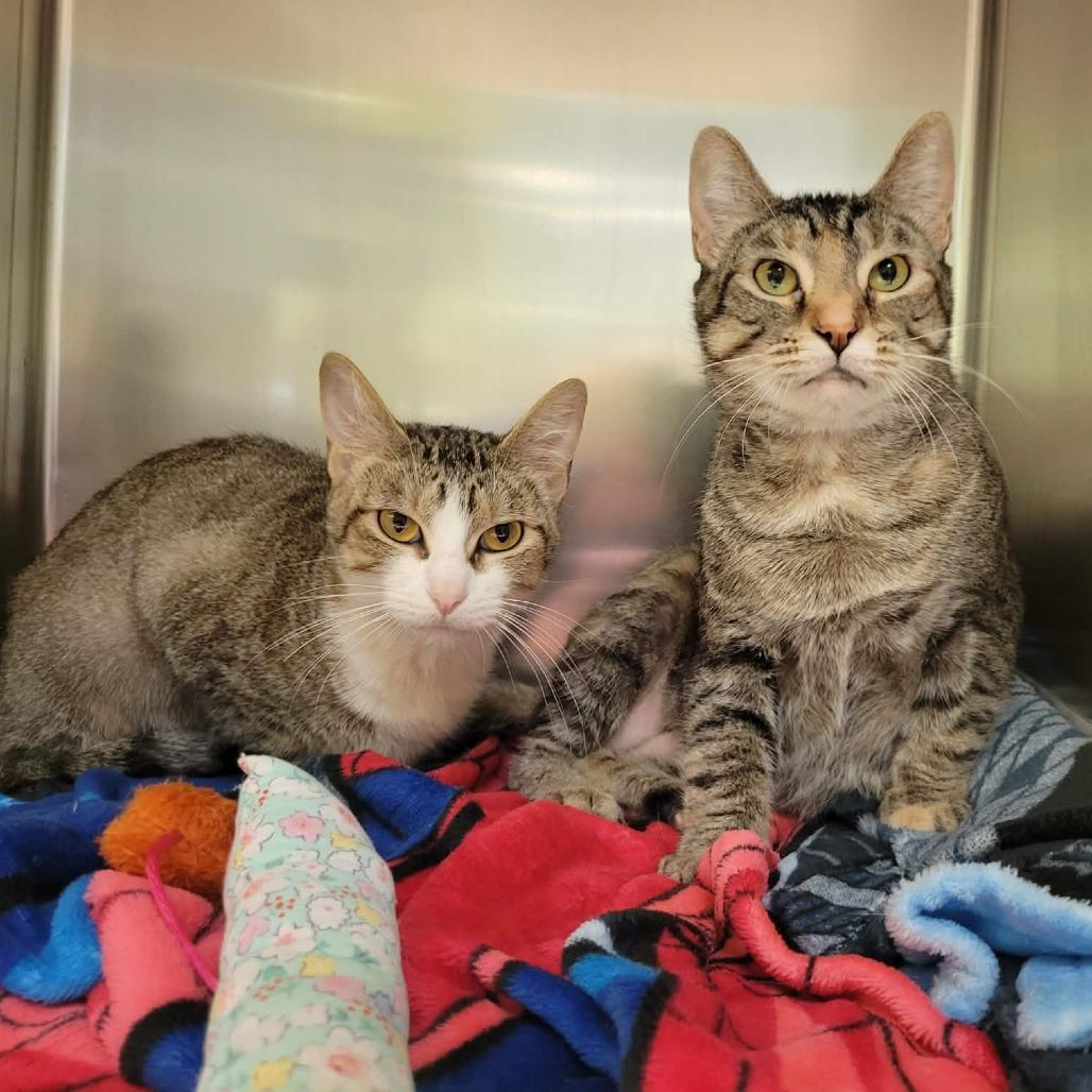 Enlarge Athena, a Adoptable Domestic Short Hair in Columbia, MO image 3/4