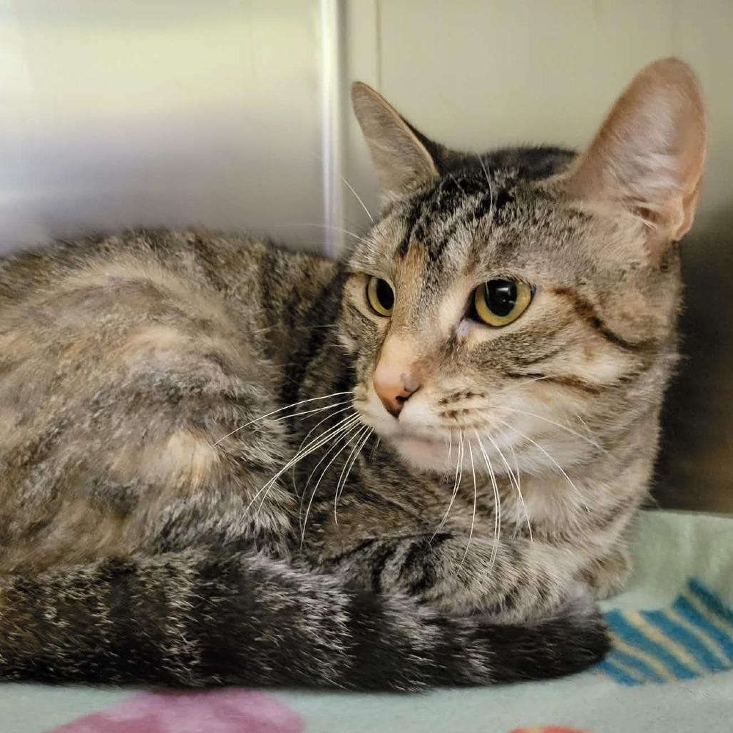 Enlarge Athena, a Adoptable Domestic Short Hair in Columbia, MO image 4/4