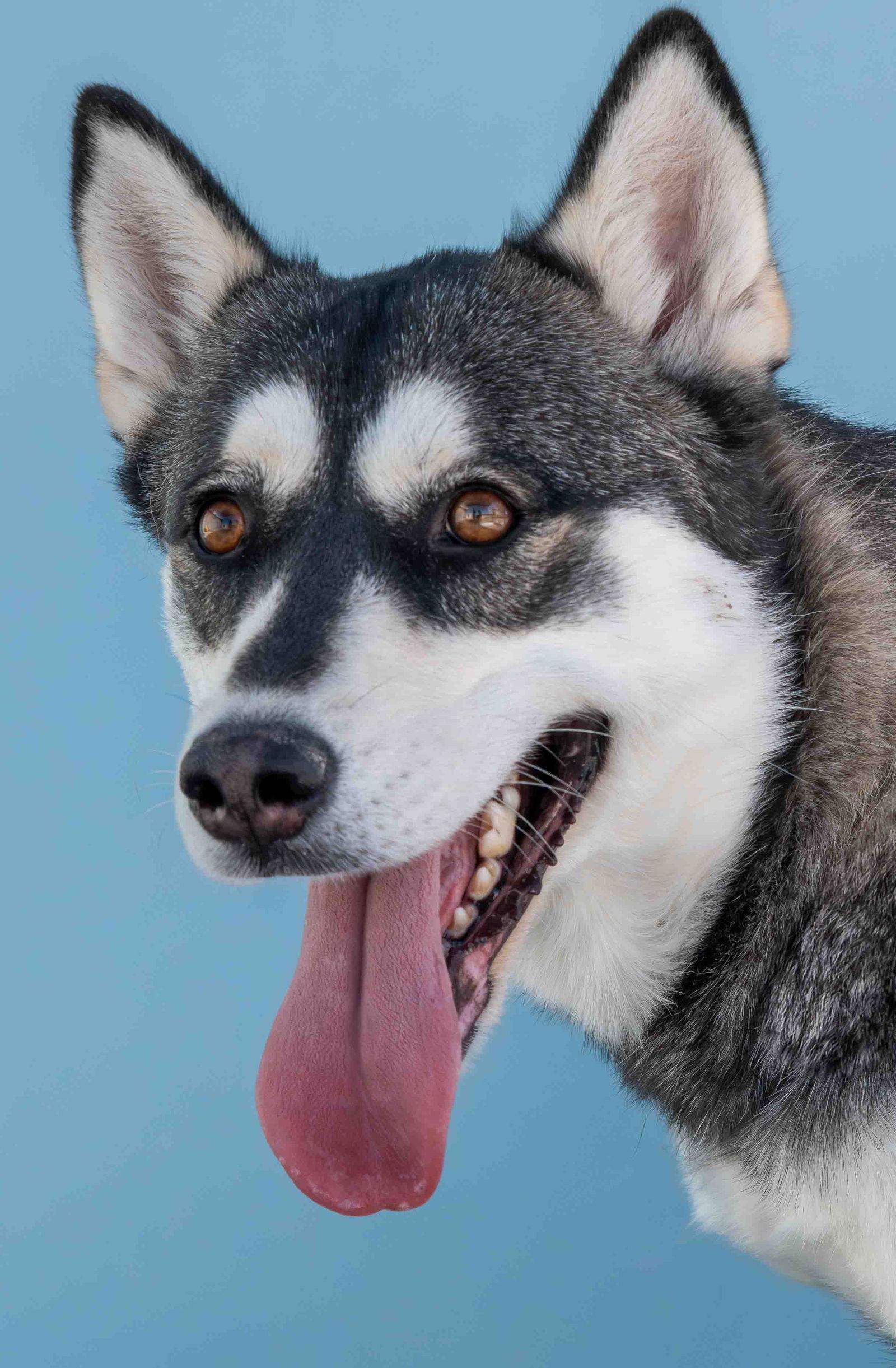 Enlarge XENA, a Adoptable Siberian Husky in Pasadena, CA image 1/3