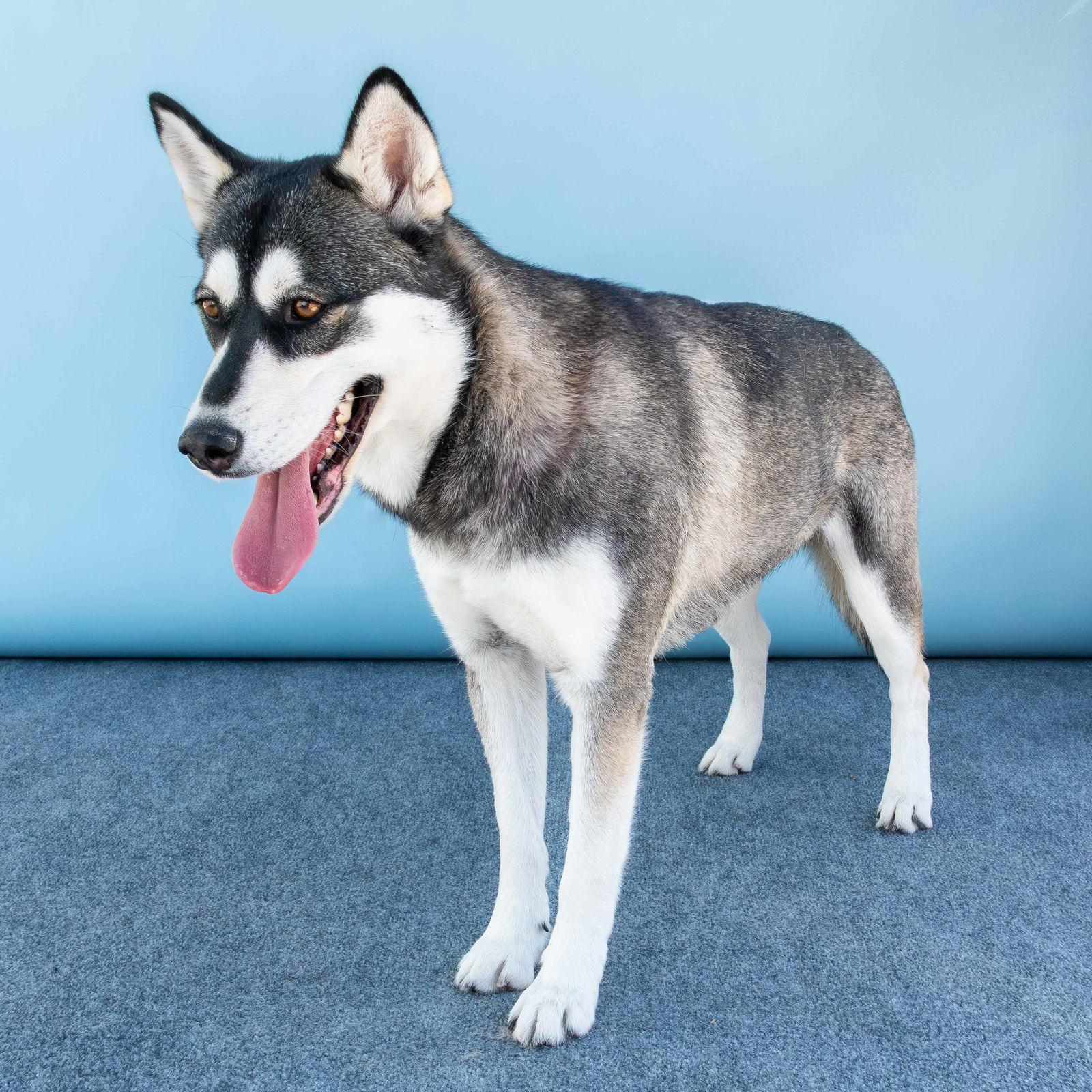 Enlarge XENA, a Adoptable Siberian Husky in Pasadena, CA image 2/3