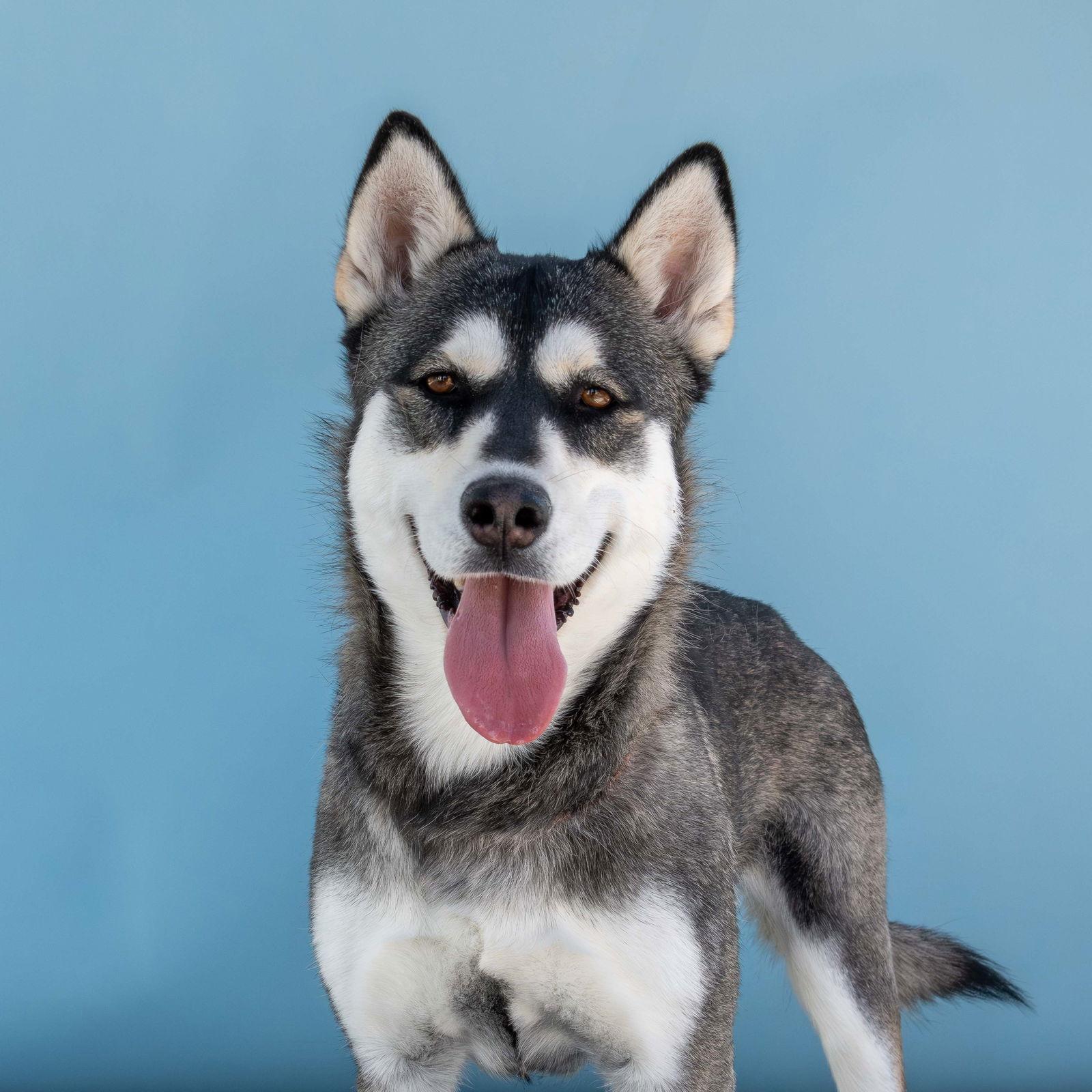 Enlarge XENA, a Adoptable Siberian Husky in Pasadena, CA image 3/3
