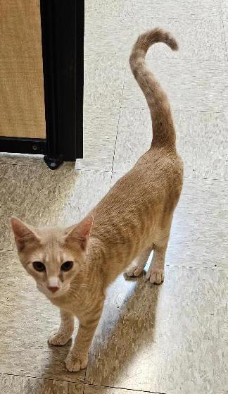 Shawn, Adoptable, Young Male Domestic Short Hair.