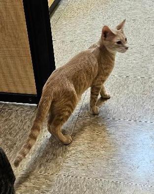 Enlarge Shawn, a Adoptable Domestic Short Hair in Tulsa, OK image 2/3