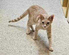 Enlarge Shawn, a Adoptable Domestic Short Hair in Tulsa, OK image 3/3