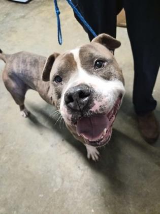 Enlarge Arugula, a Adoptable mixed breed in LaGrange, GA image 1/2