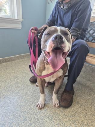 Enlarge Arugula, a Adoptable mixed breed in LaGrange, GA image 2/2