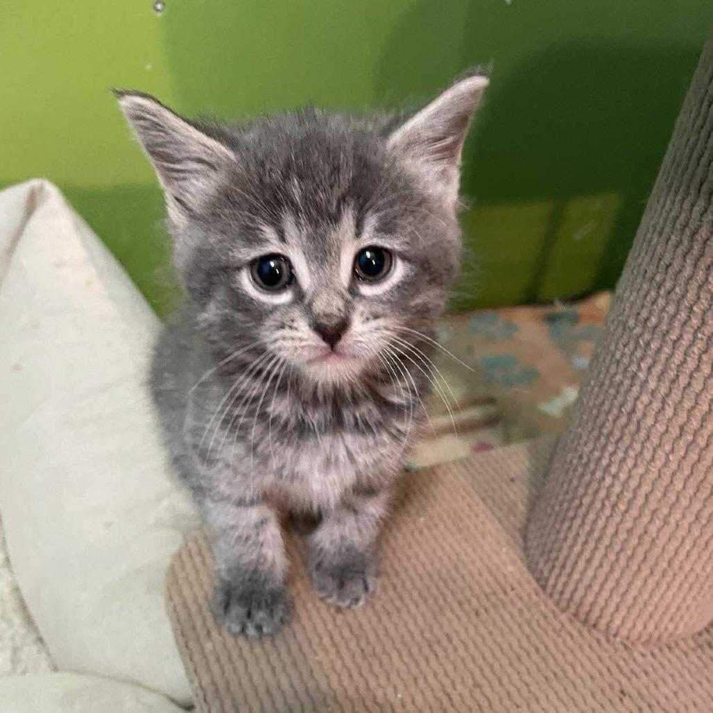 Spice, Adoptable, Kitten Female Domestic Short Hair.