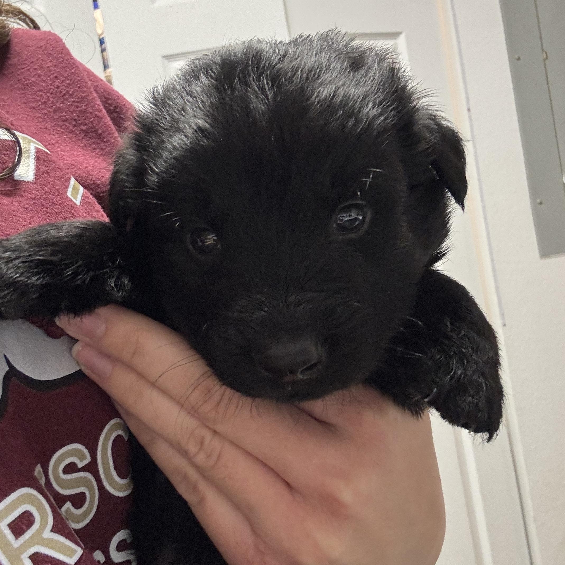 Orion, ADOPTABLE, Puppy Male Husky & Shepherd.