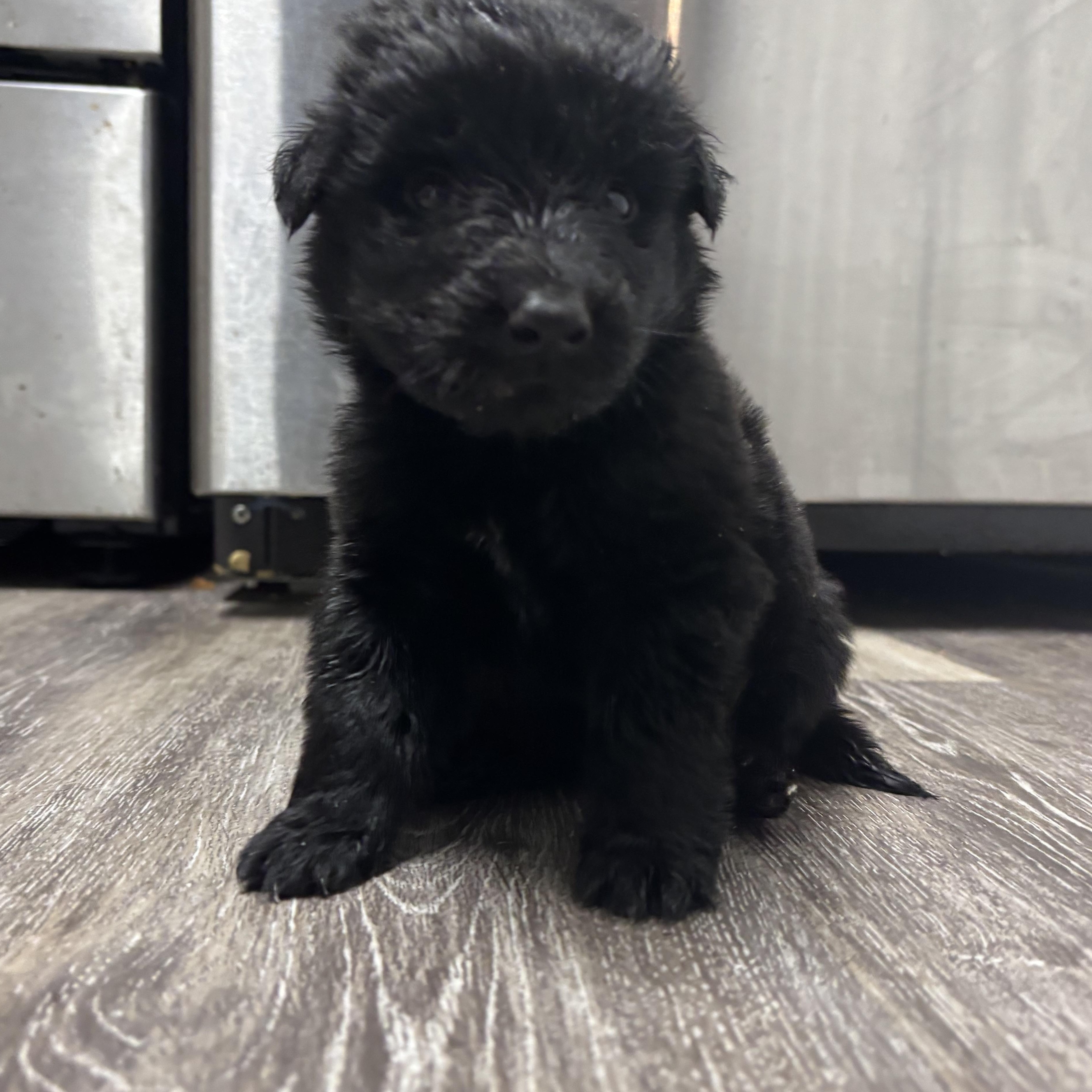 Enlarge Orion, a ADOPTABLE mixed breed in Tallahassee, FL image 4/5