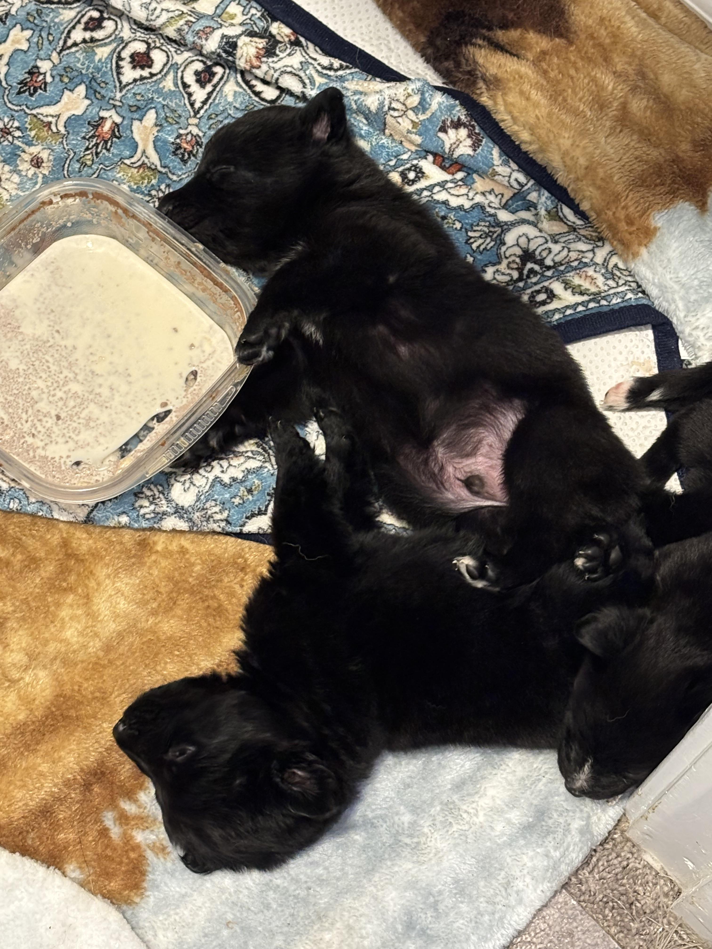 Enlarge Orion, a ADOPTABLE mixed breed in Tallahassee, FL image 5/5