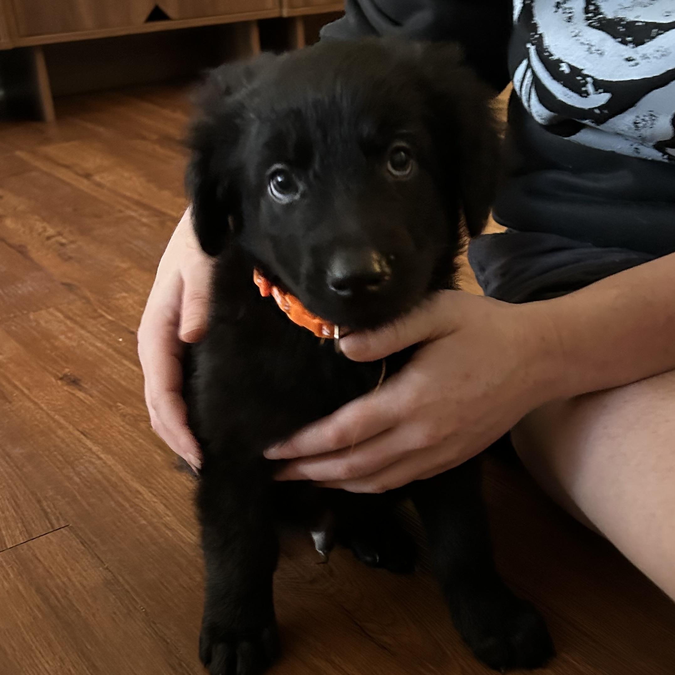 Orion, ADOPTABLE, Puppy Male Husky & Shepherd.