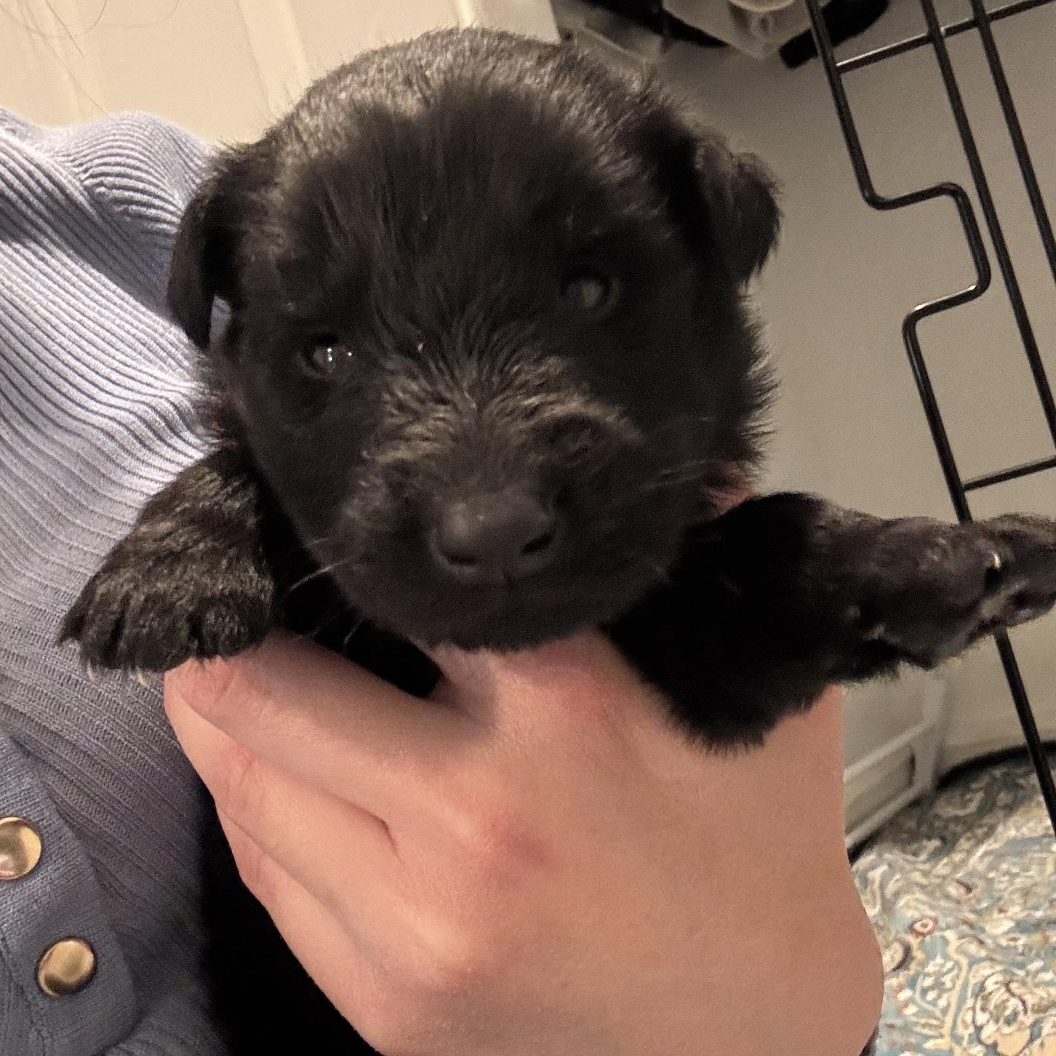 Enlarge Orion, a ADOPTABLE mixed breed in Tallahassee, FL image 3/5