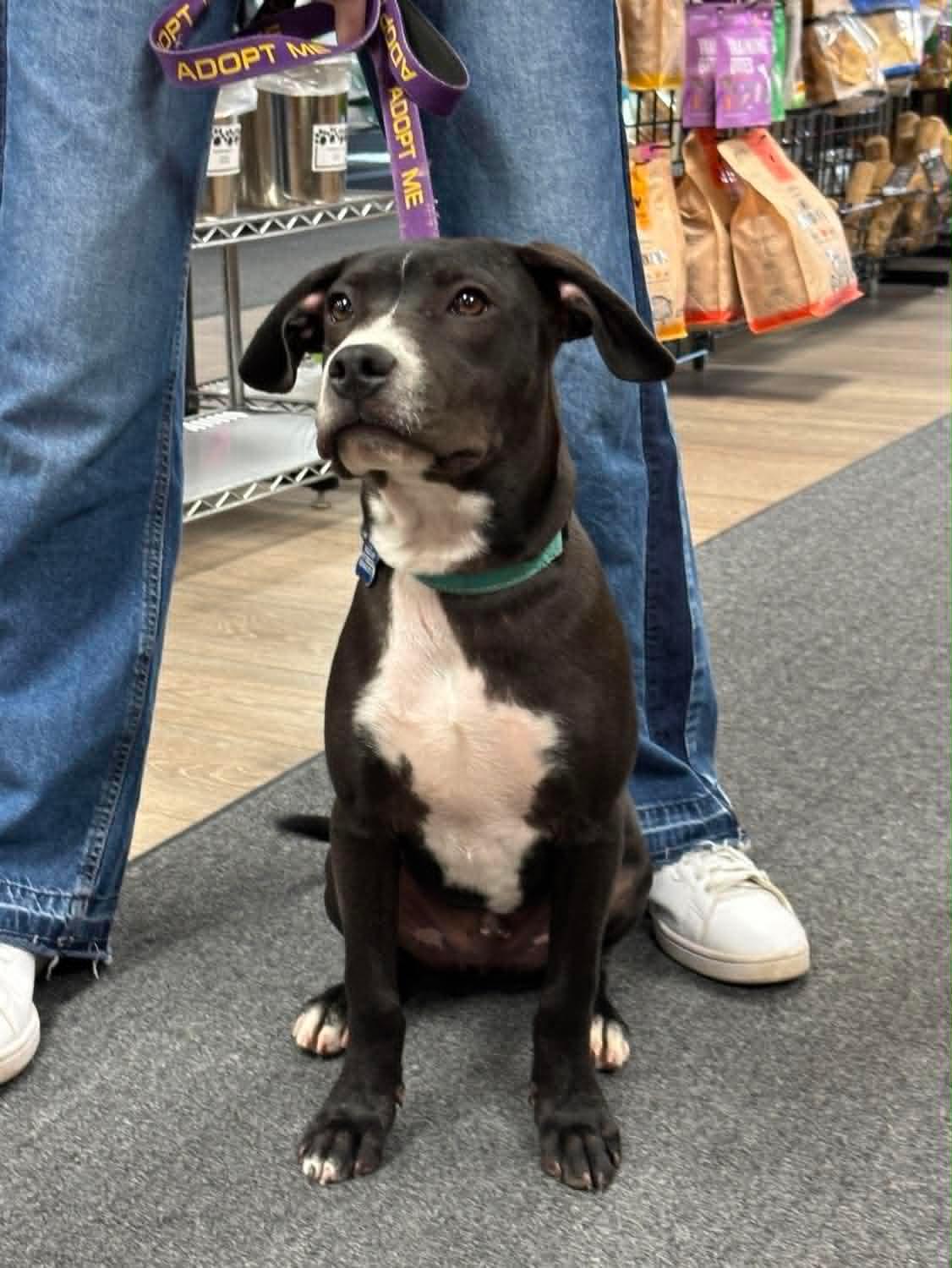 John, a Adoptable mixed breed in Sheboygan, WI image 5/6