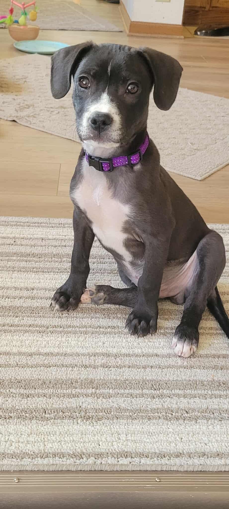 John, Adoptable, Young Male Black Labrador Retriever & Boxer.