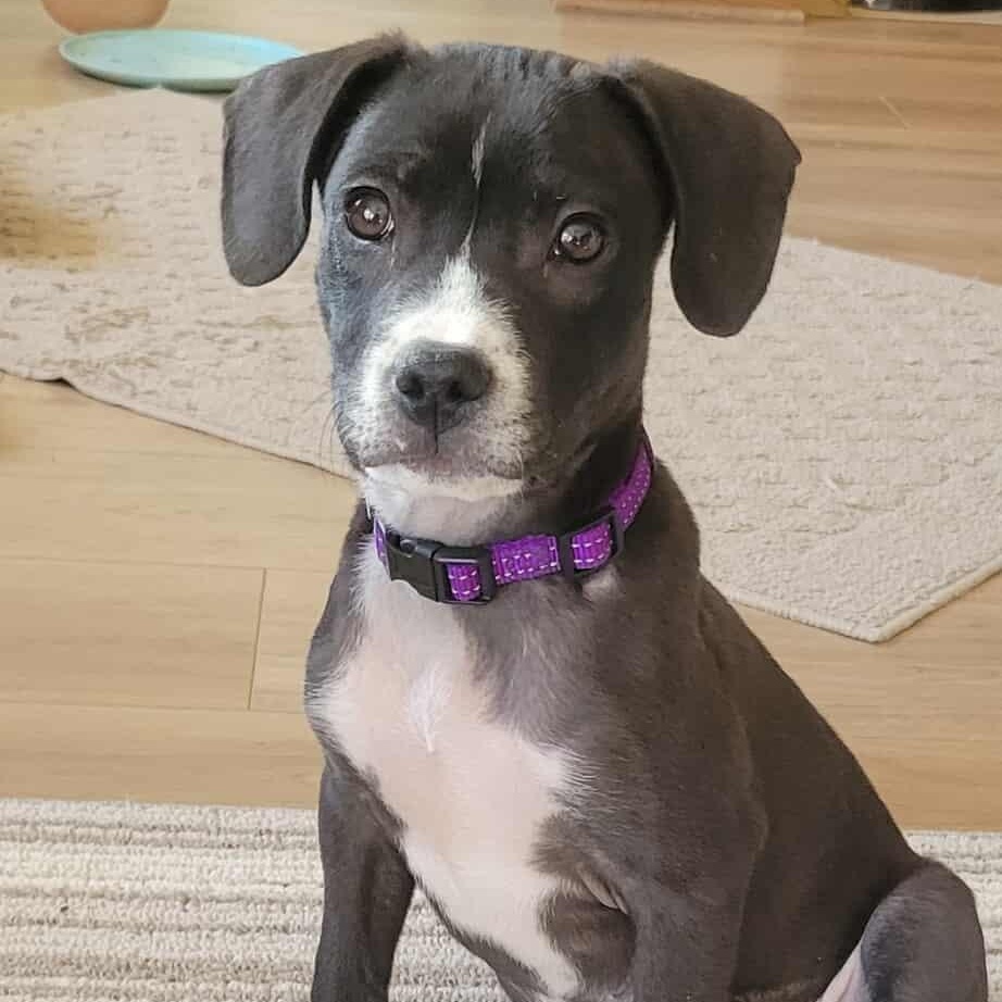 Enlarge John, a Adoptable mixed breed in Sheboygan, WI image 1/3