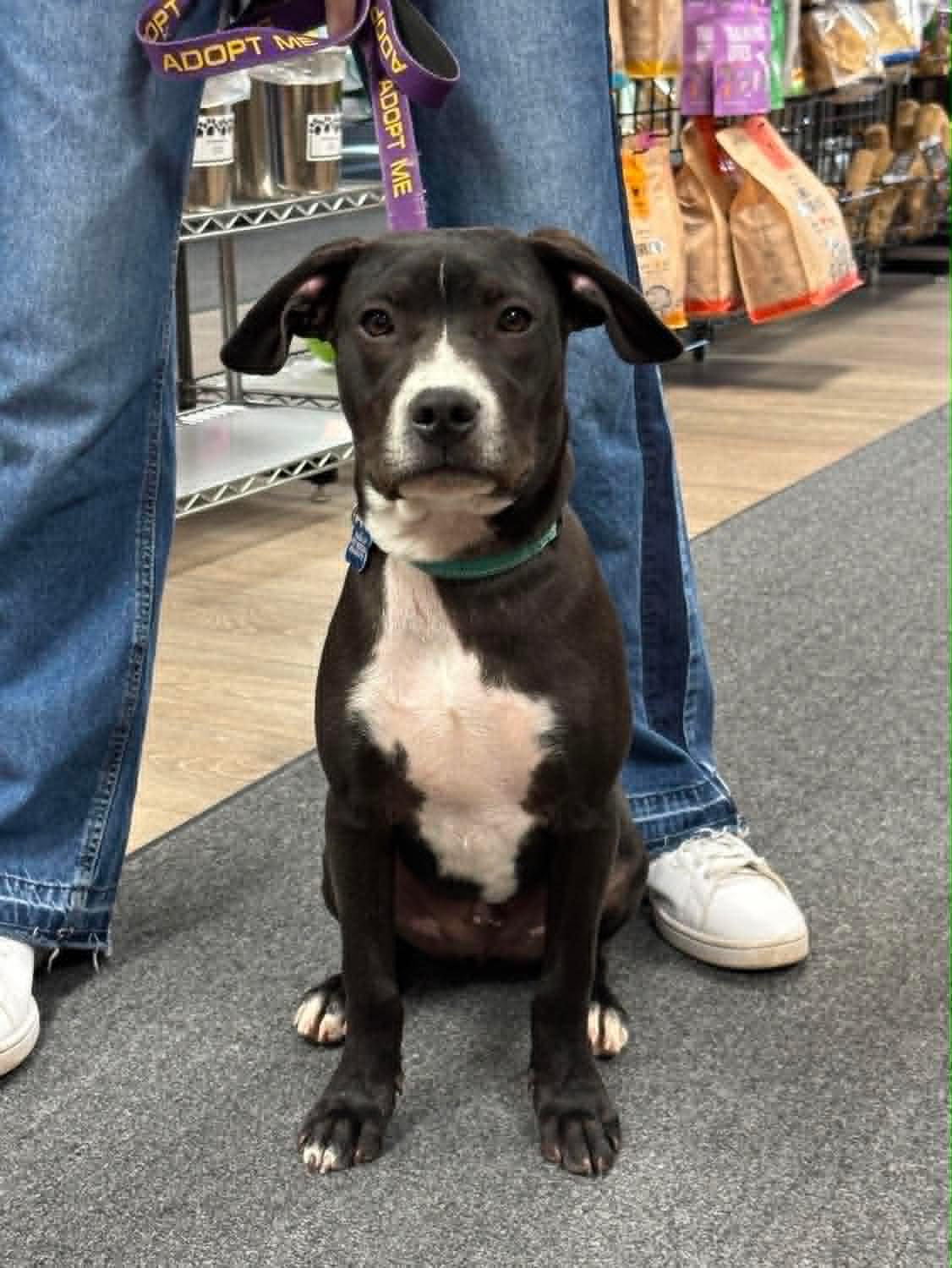 John, a Adoptable mixed breed in Sheboygan, WI image 3/6