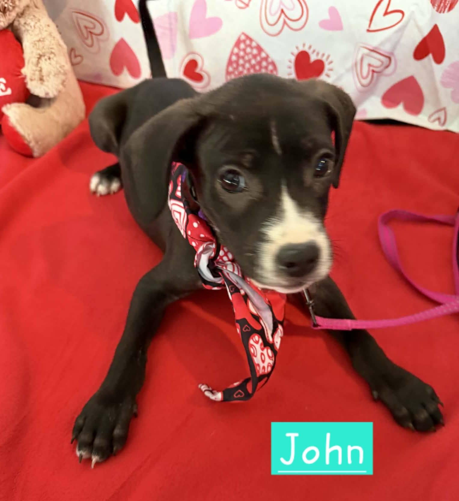 Enlarge John, a Adoptable mixed breed in Sheboygan, WI image 2/3