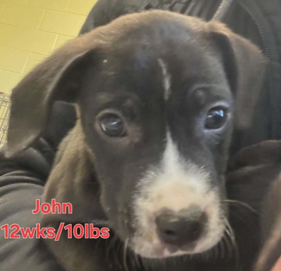 Enlarge John, a Adoptable mixed breed in Sheboygan, WI image 3/3