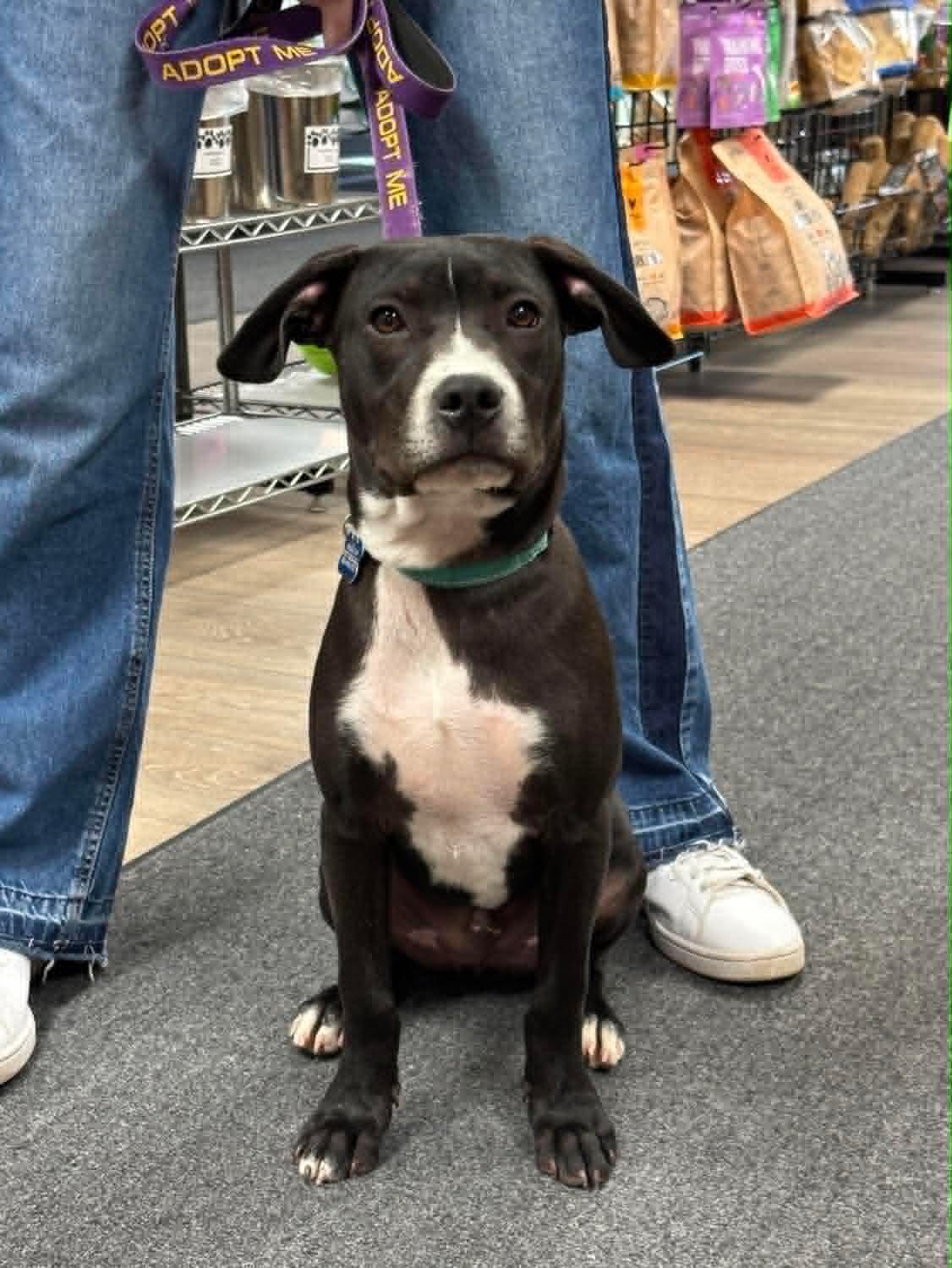 John, Adoptable, Young Male Black Labrador Retriever & Boxer.