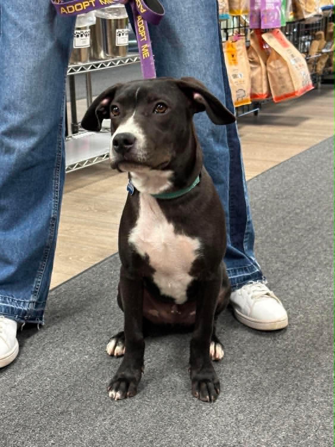 John, a Adoptable mixed breed in Sheboygan, WI image 6/6