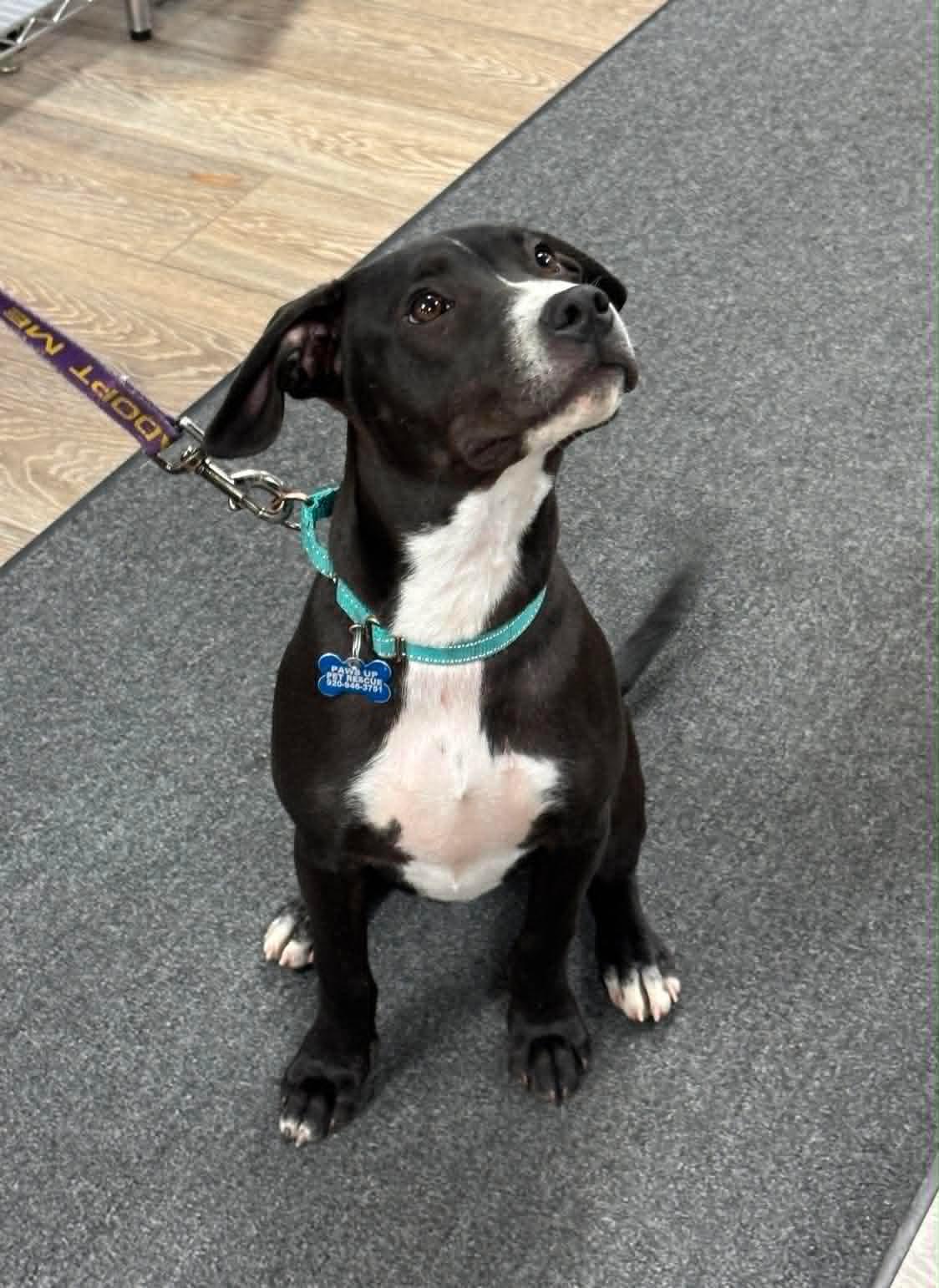John, a Adoptable mixed breed in Sheboygan, WI image 4/6