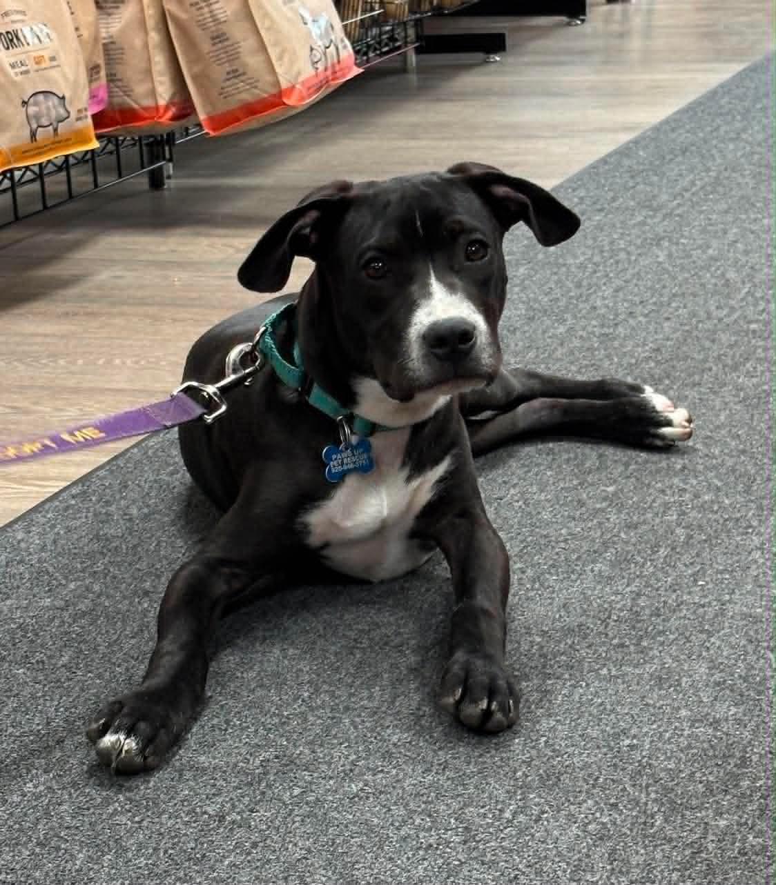 John, a Adoptable mixed breed in Sheboygan, WI image 2/6