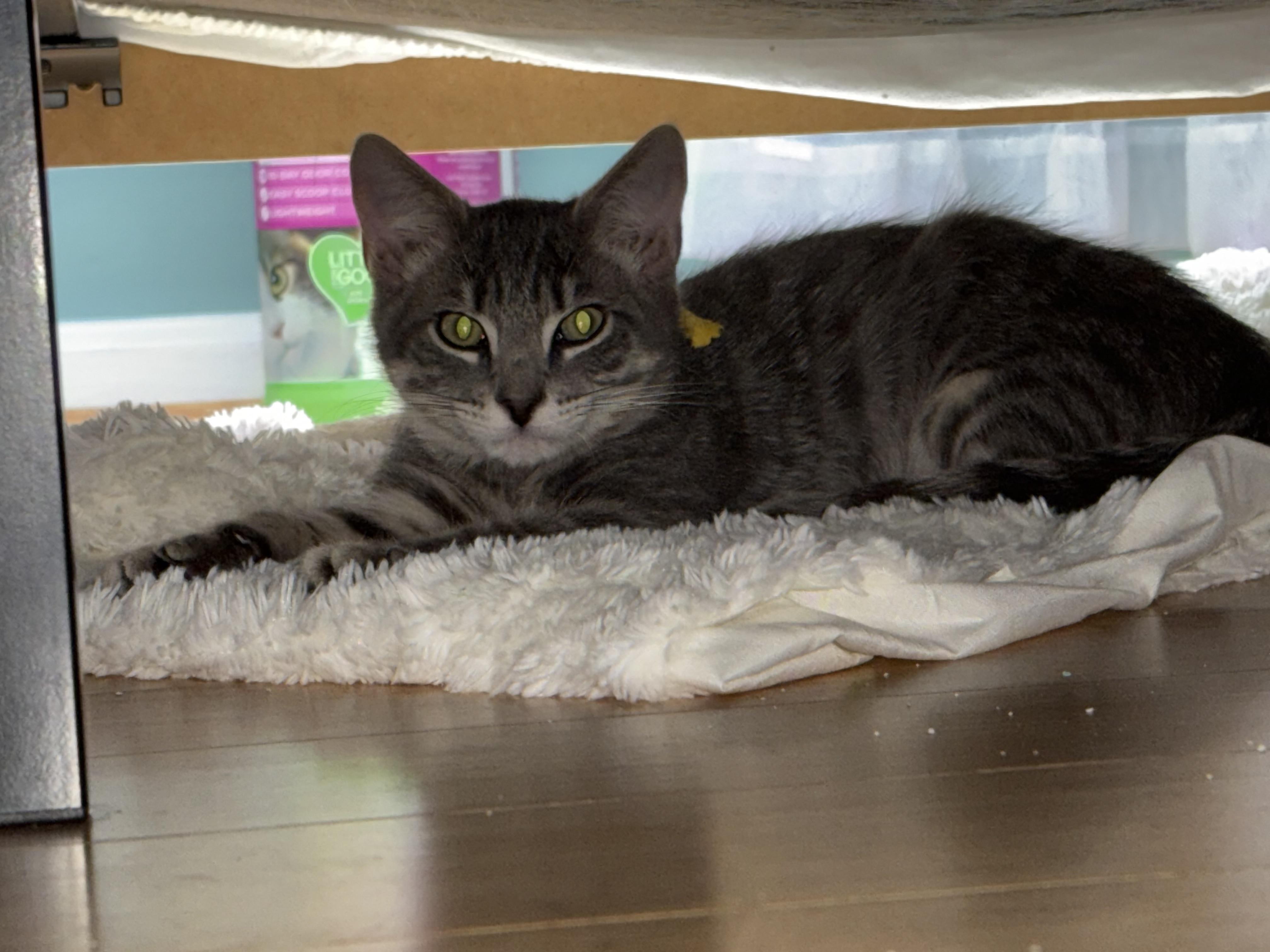 Theodore, Adoptable, Kitten Male Domestic Short Hair.