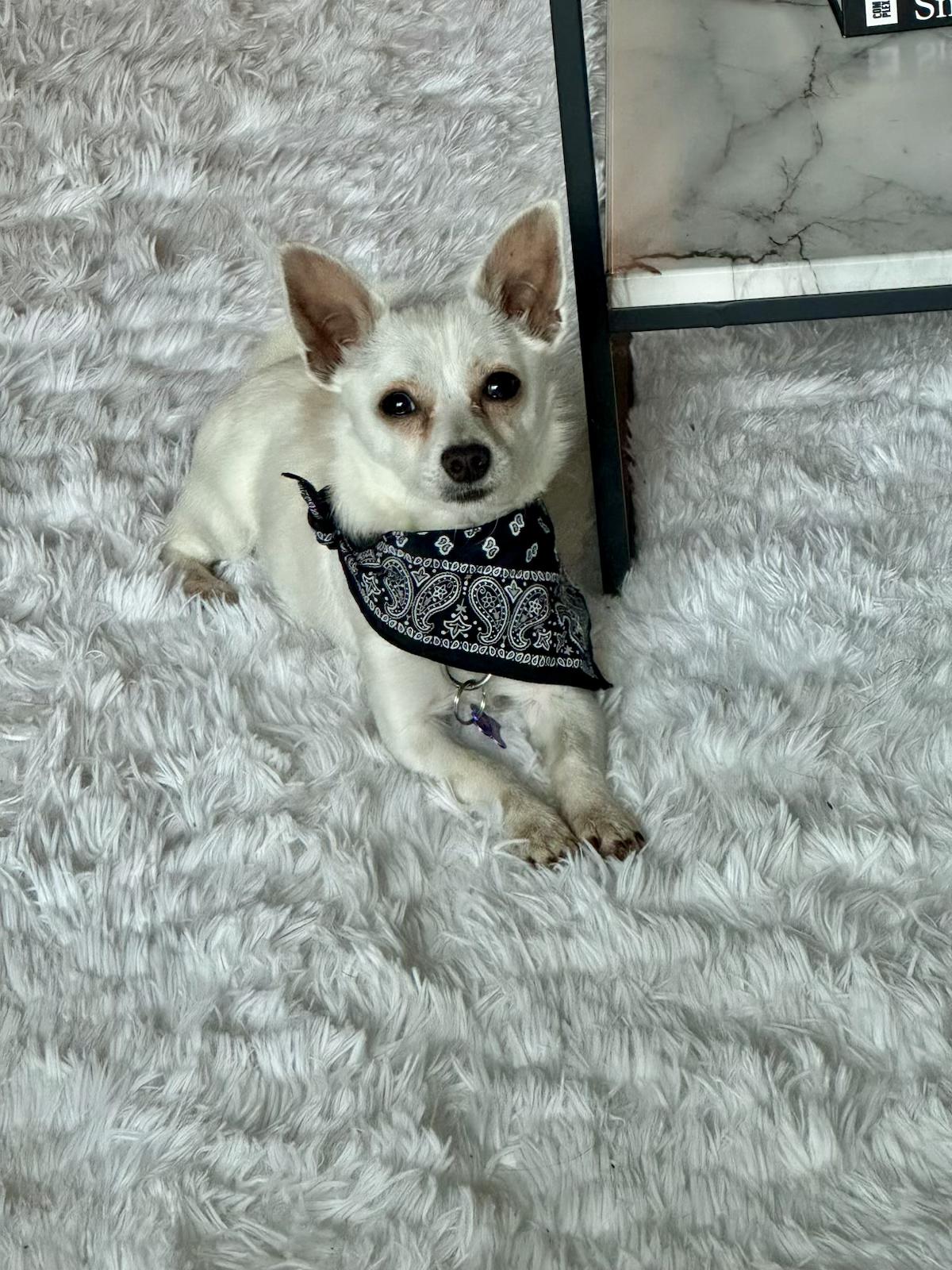 Enlarge Dumpling, an adopted Chihuahua in Atlanta, GA image 3/6