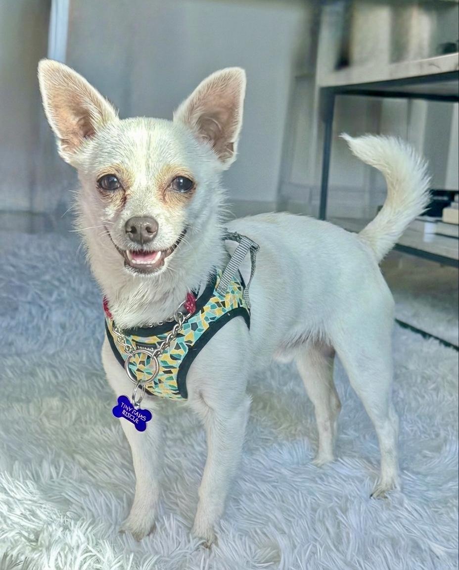 Dumpling, adopted, Young Male Chihuahua.