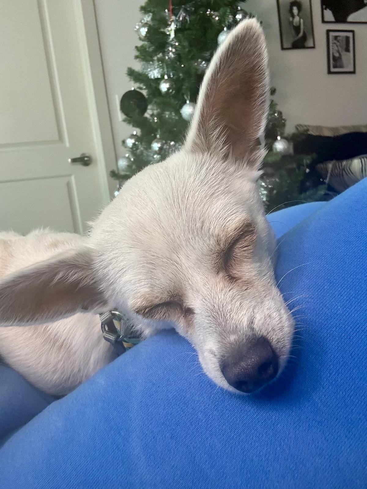 Enlarge Dumpling, an adopted Chihuahua in Atlanta, GA image 4/6