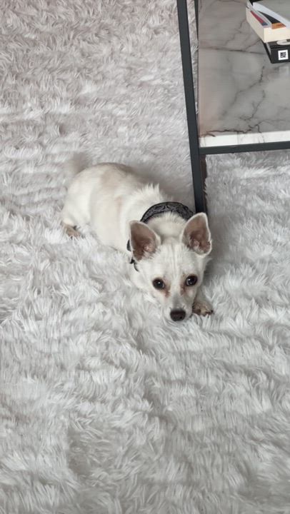 Enlarge Dumpling, an adopted Chihuahua in Atlanta, GA video 5/6