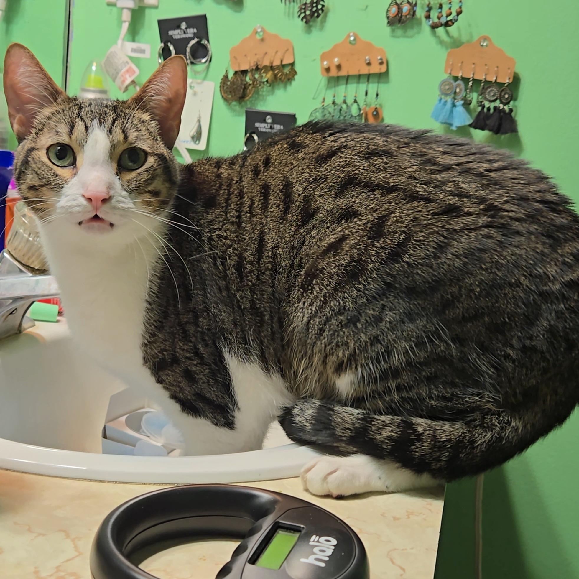 Enlarge Willy, a ADOPTABLE Domestic Short Hair in St. Cloud, FL image 1/3