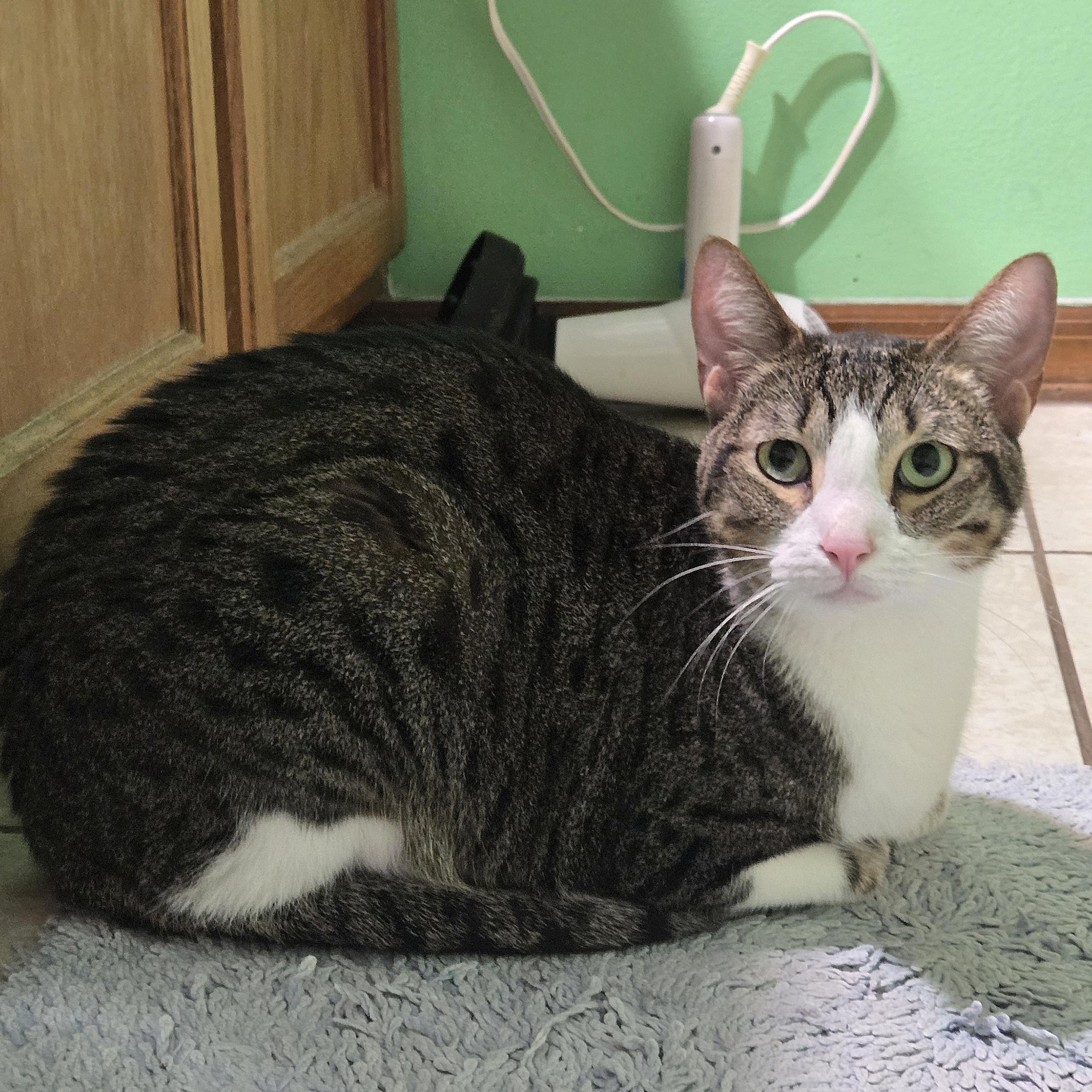 Enlarge Willy, a ADOPTABLE Domestic Short Hair in St. Cloud, FL image 2/3