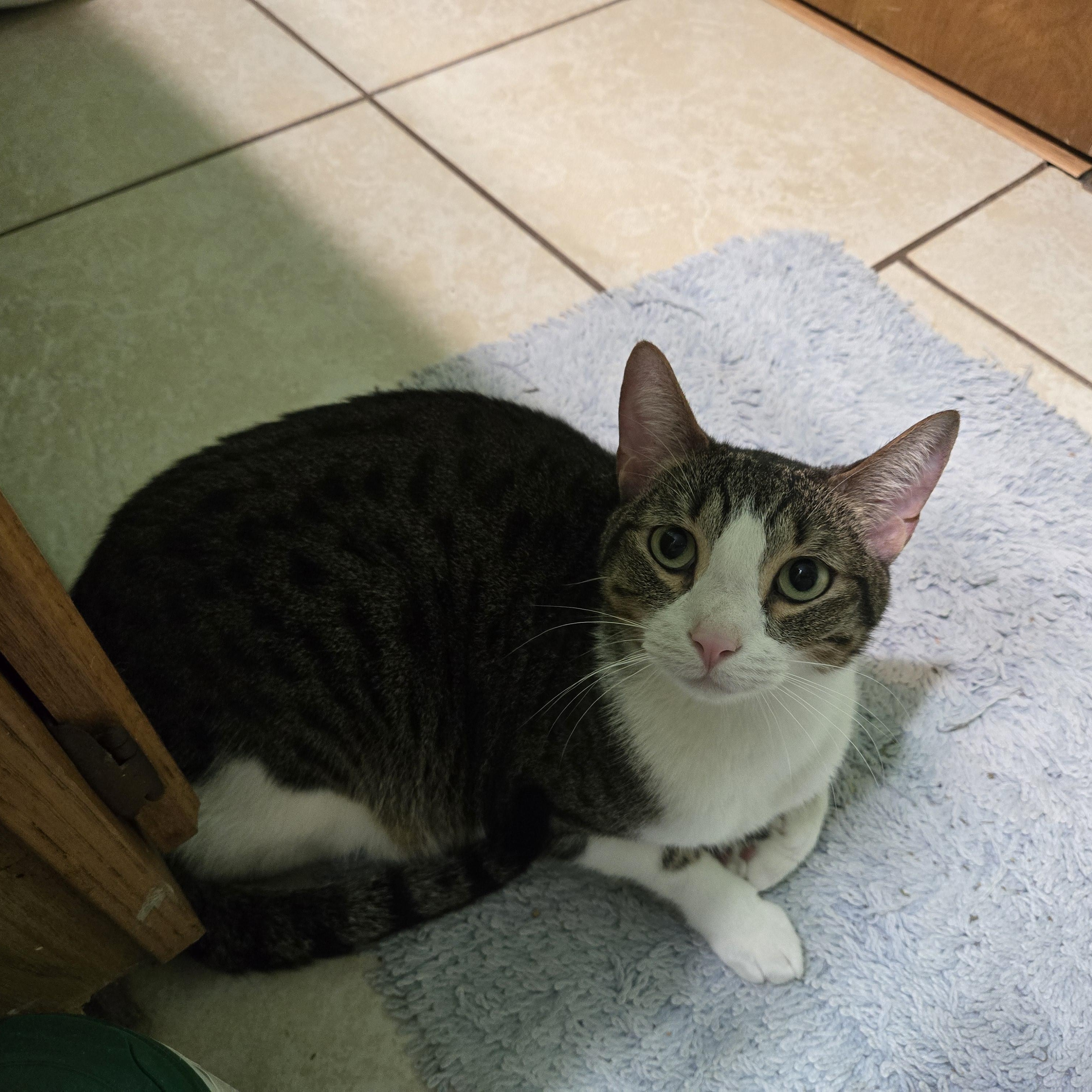 Enlarge Willy, a ADOPTABLE Domestic Short Hair in St. Cloud, FL image 3/3