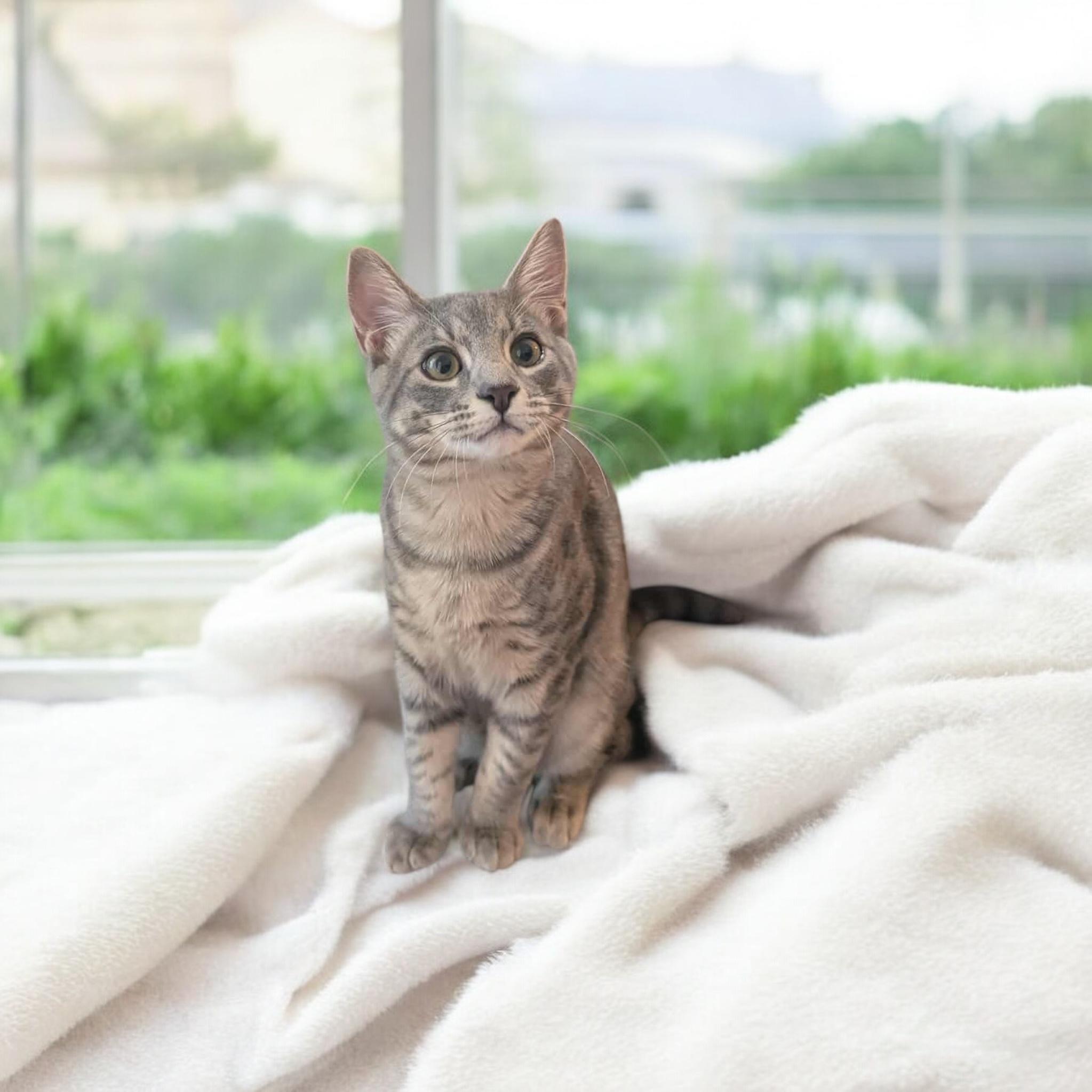 Cat Adoption Buffalo Ny: Find Your Perfect Feline Friend Today