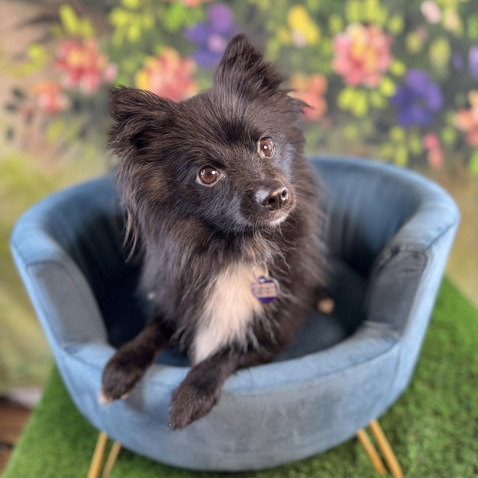 April, Adopted, Young Female Pomeranian.